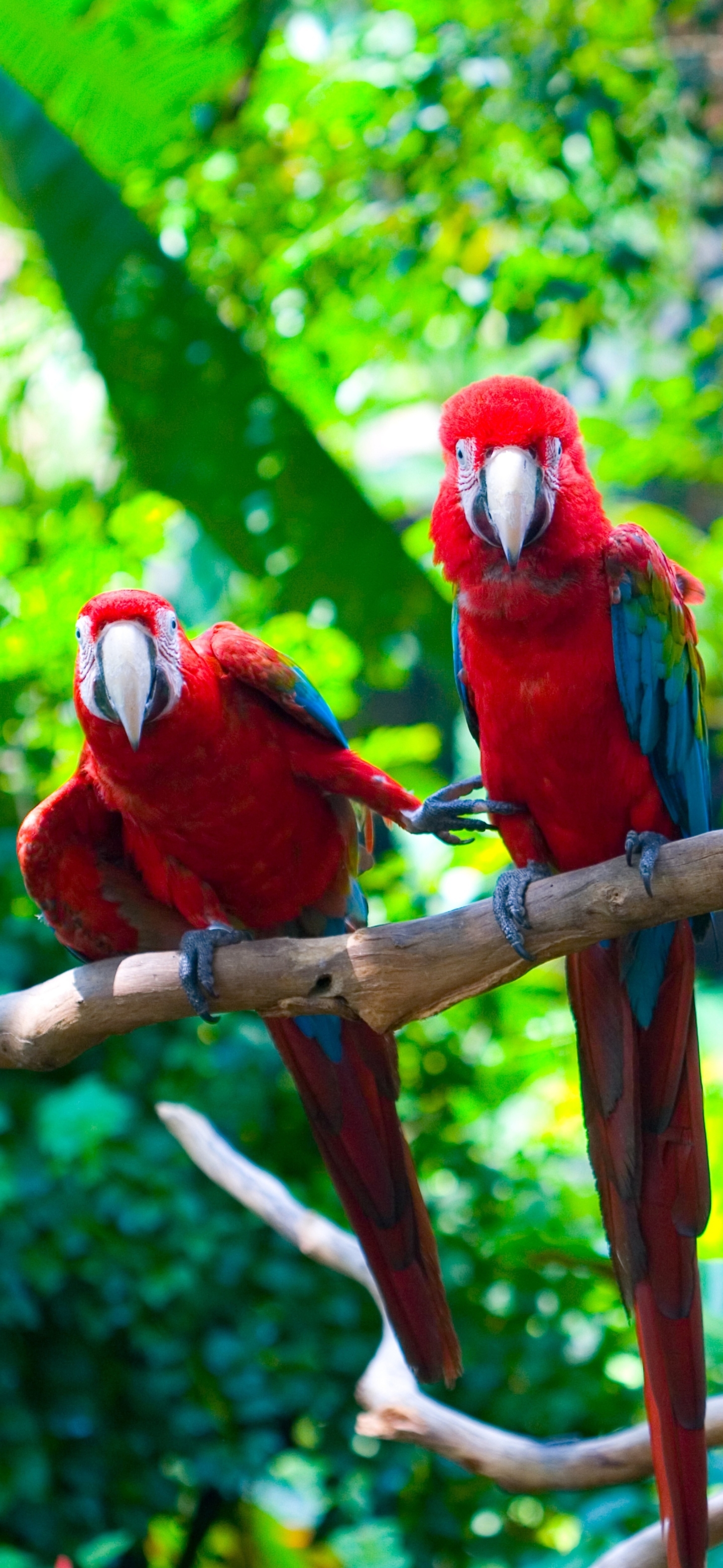 無料モバイル壁紙動物, 鳥, オウム, 赤と緑のコンゴウインコをダウンロードします。