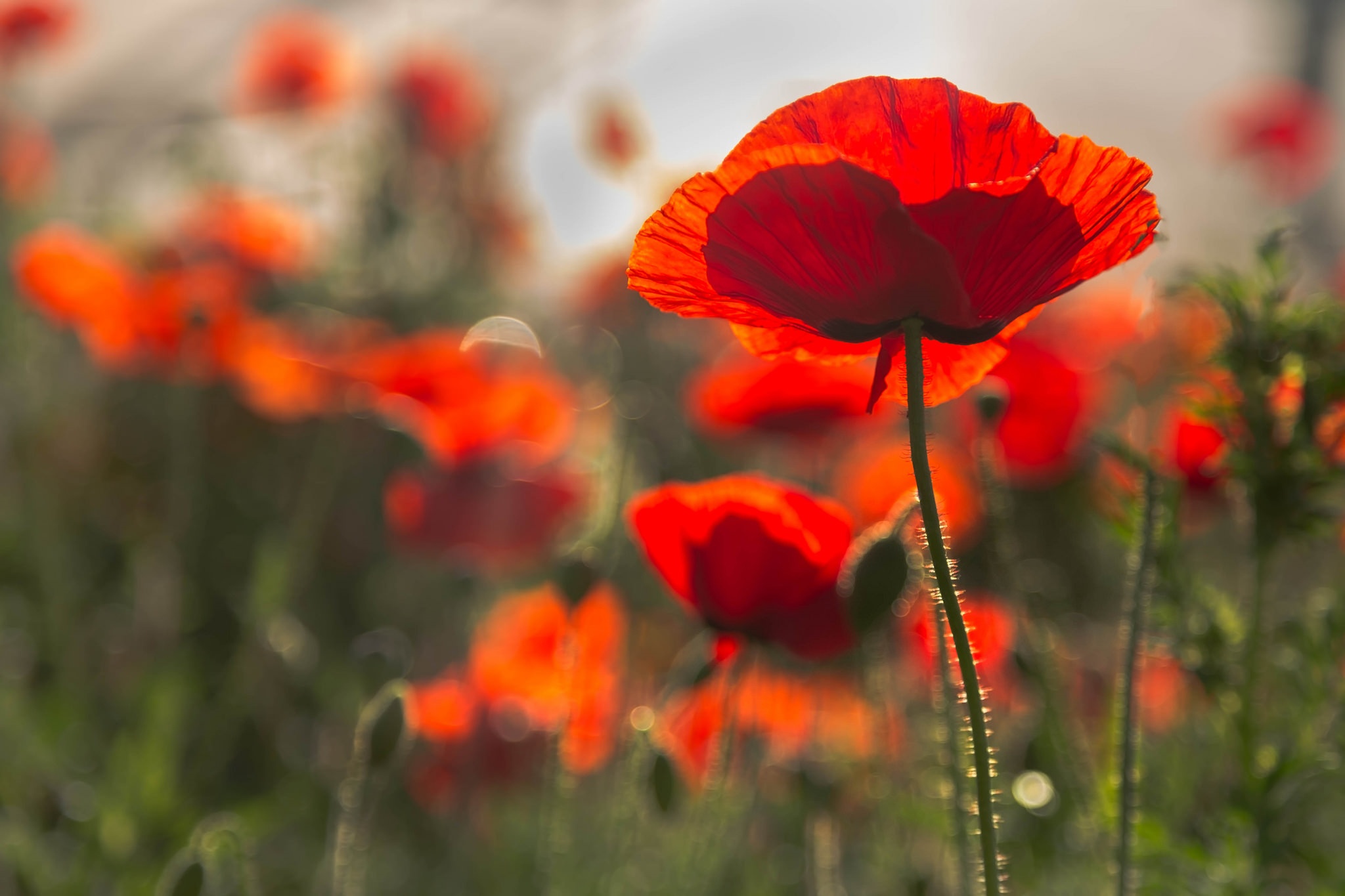 Download mobile wallpaper Nature, Flowers, Flower, Close Up, Earth, Poppy, Red Flower for free.