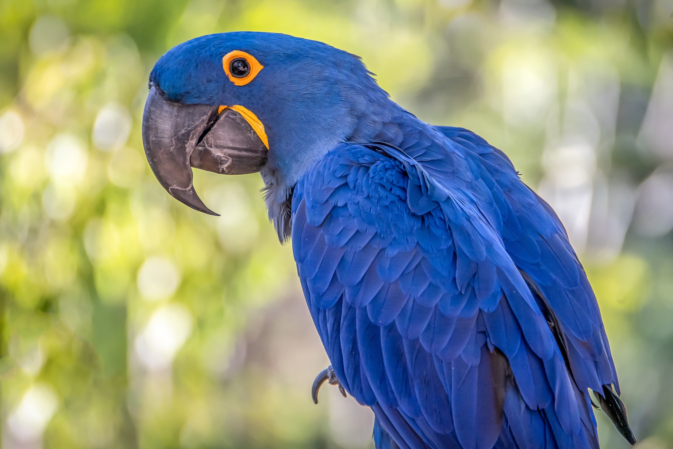 Download mobile wallpaper Birds, Bird, Animal, Macaw, Hyacinth Macaw for free.
