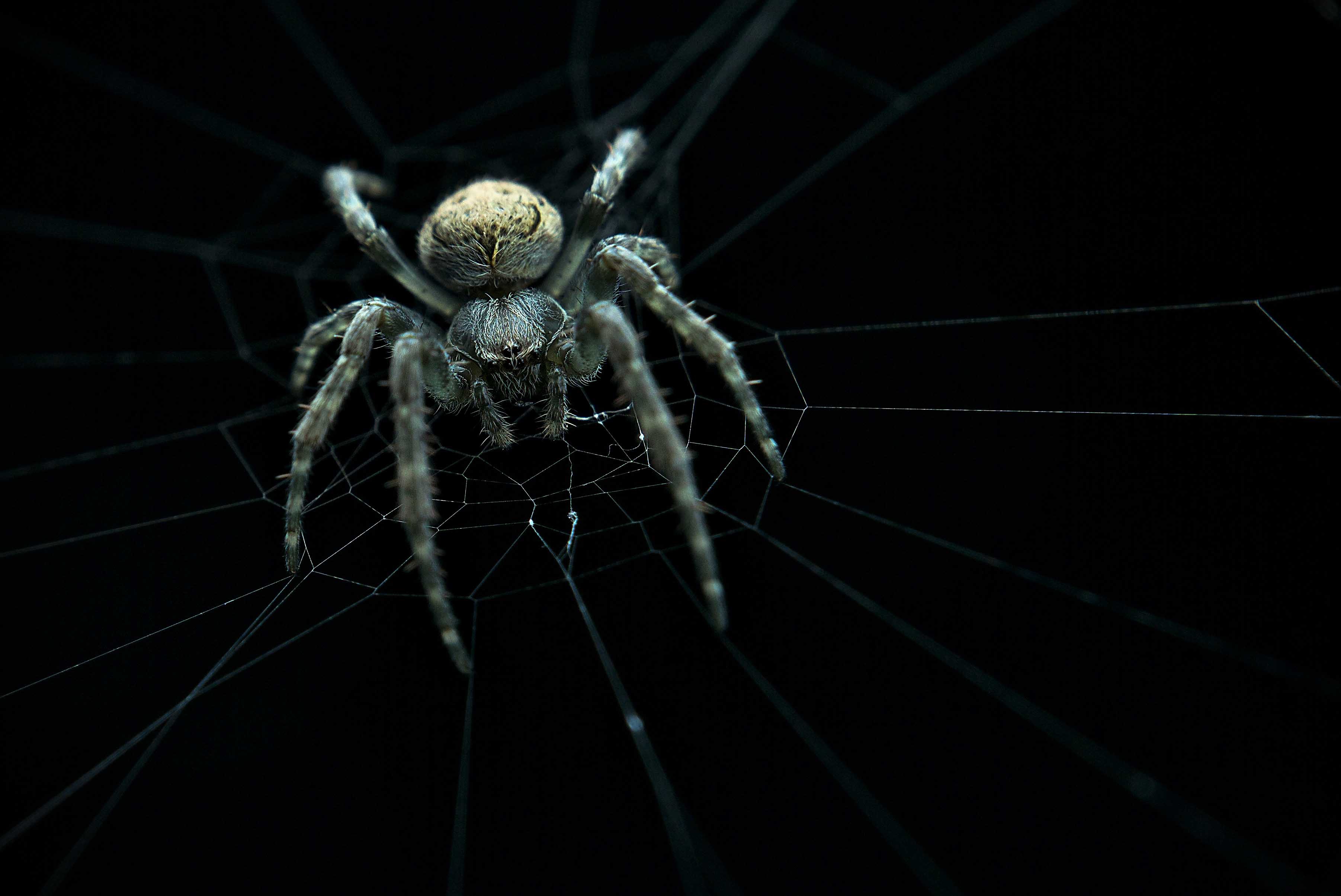 395523 Bild herunterladen tiere, spinne, spinnentier, spinnennetz, spinnen - Hintergrundbilder und Bildschirmschoner kostenlos