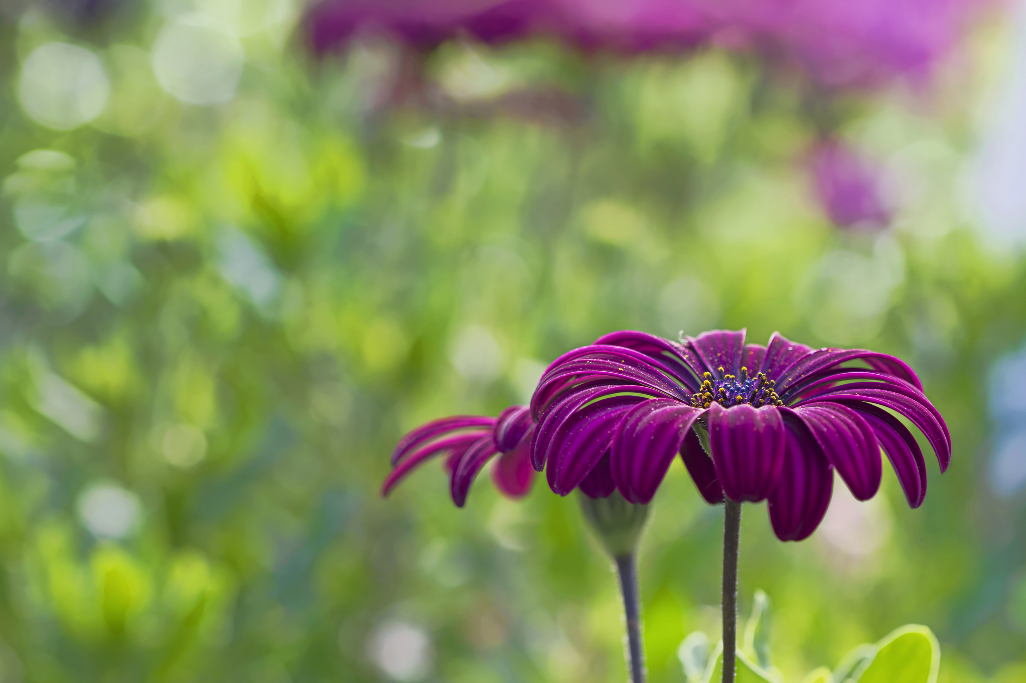 Téléchargez gratuitement l'image Fleurs, Fleur, Terre/nature sur le bureau de votre PC