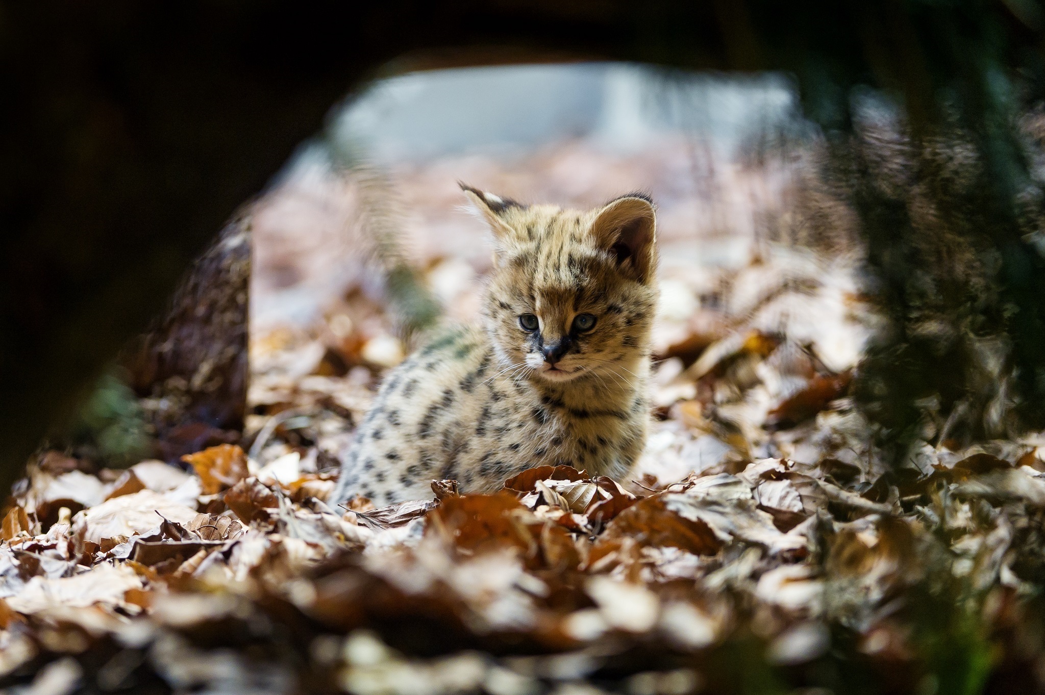 355974 Bild herunterladen katzen, tiere, serval - Hintergrundbilder und Bildschirmschoner kostenlos