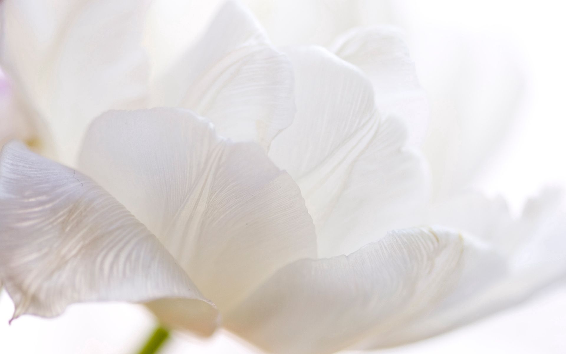 118887 descargar fondo de pantalla flor, macro, pétalos, tulipán, madre, tallo: protectores de pantalla e imágenes gratis