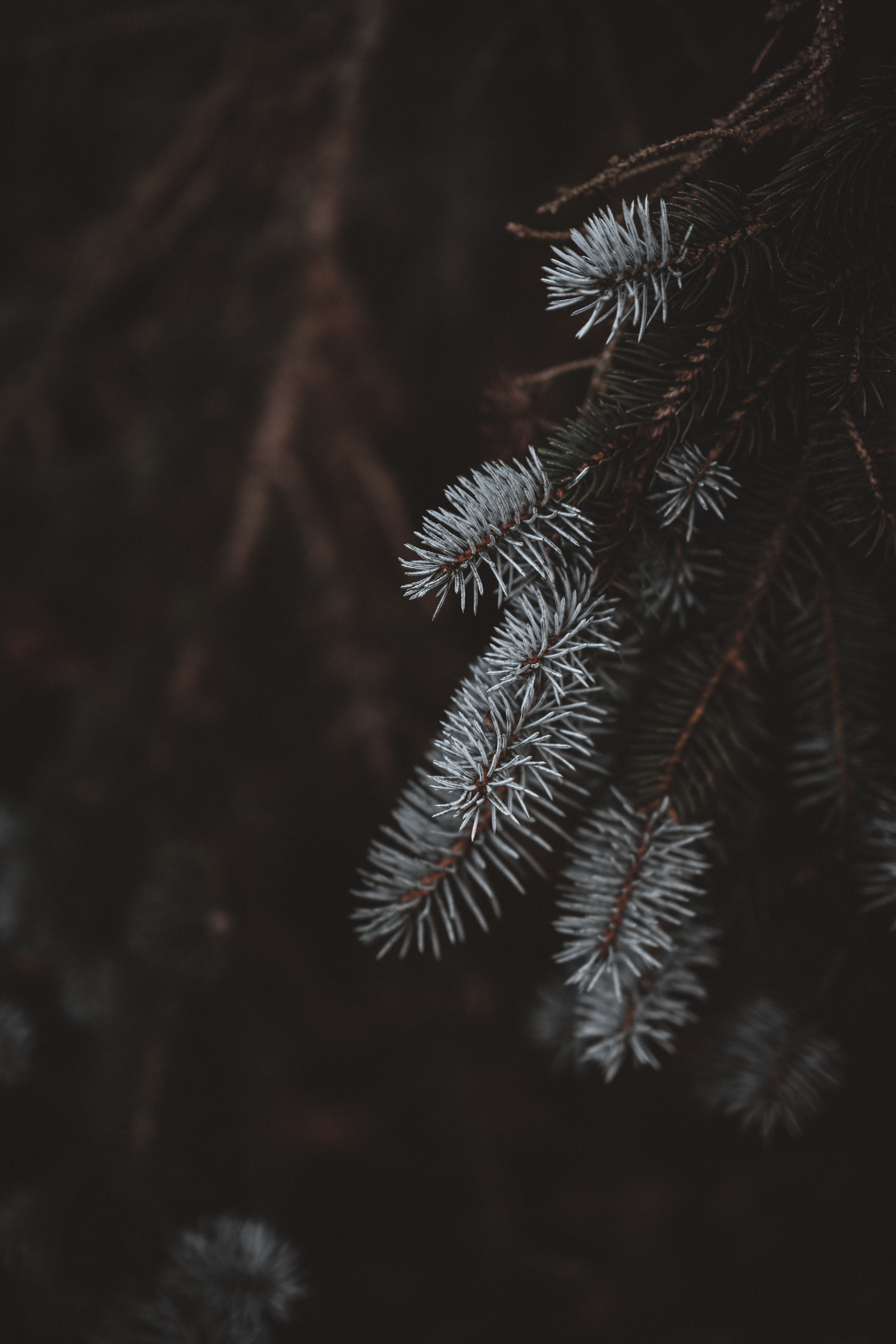 Free download wallpaper Blur, Smooth, Branches, Fir, Spruce, Macro on your PC desktop