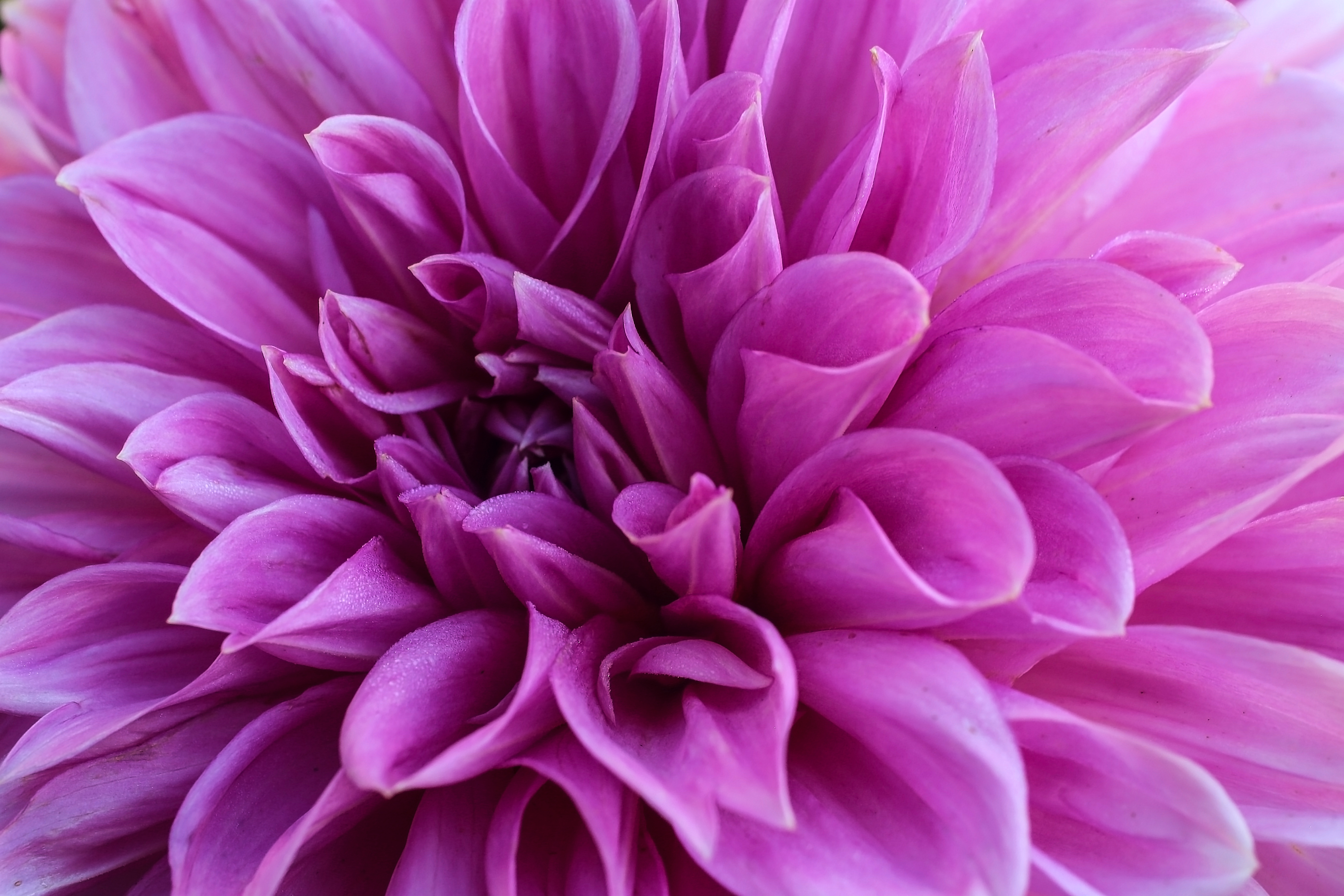 Download mobile wallpaper Petals, Dahlia, Flowering, Bloom, Flower, Flowers, Violet, Purple for free.
