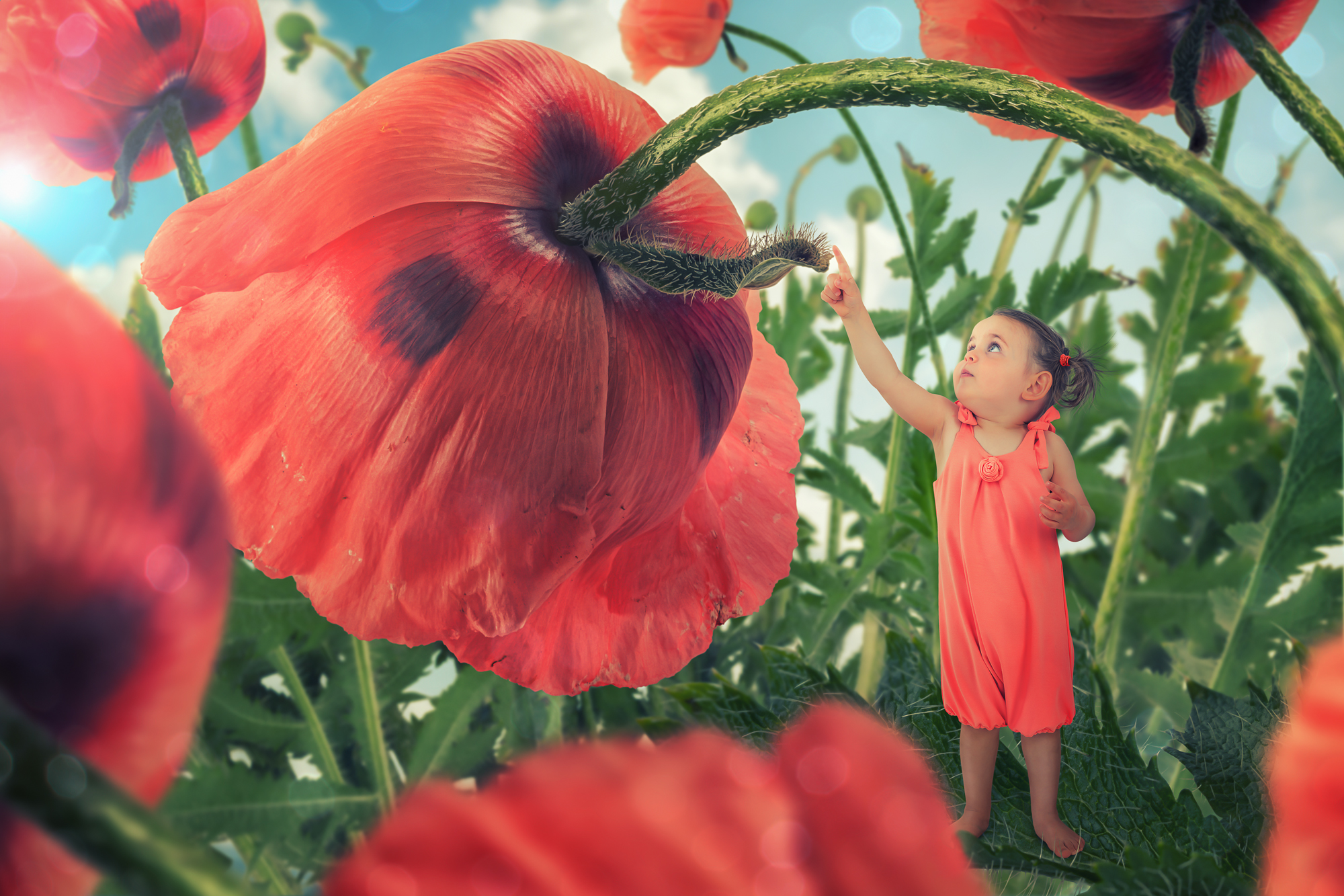 Download mobile wallpaper Child, Poppy, Cute, Photography, Red Flower, Manipulation for free.