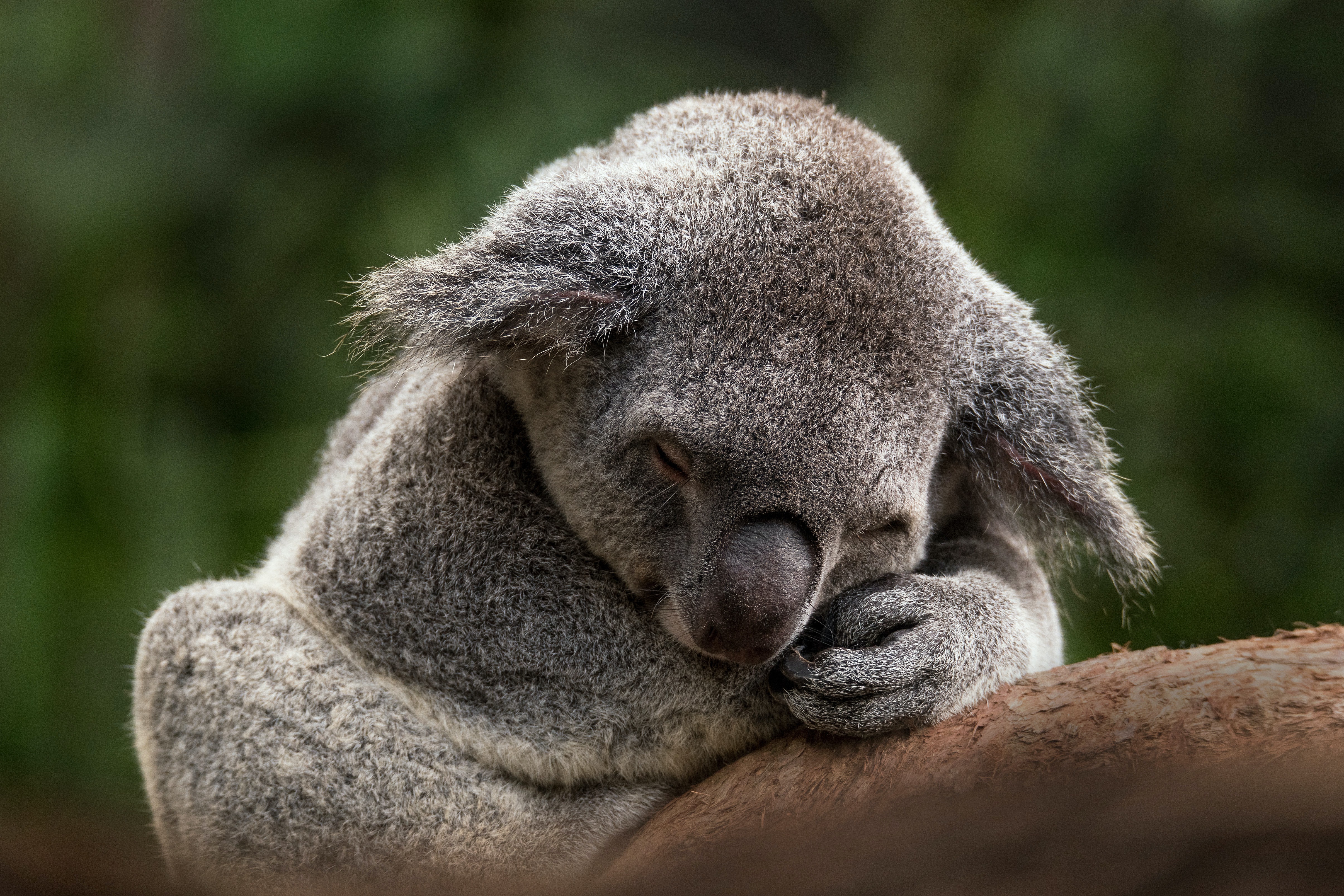 Laden Sie das Tiere, Schlafen, Koala-Bild kostenlos auf Ihren PC-Desktop herunter