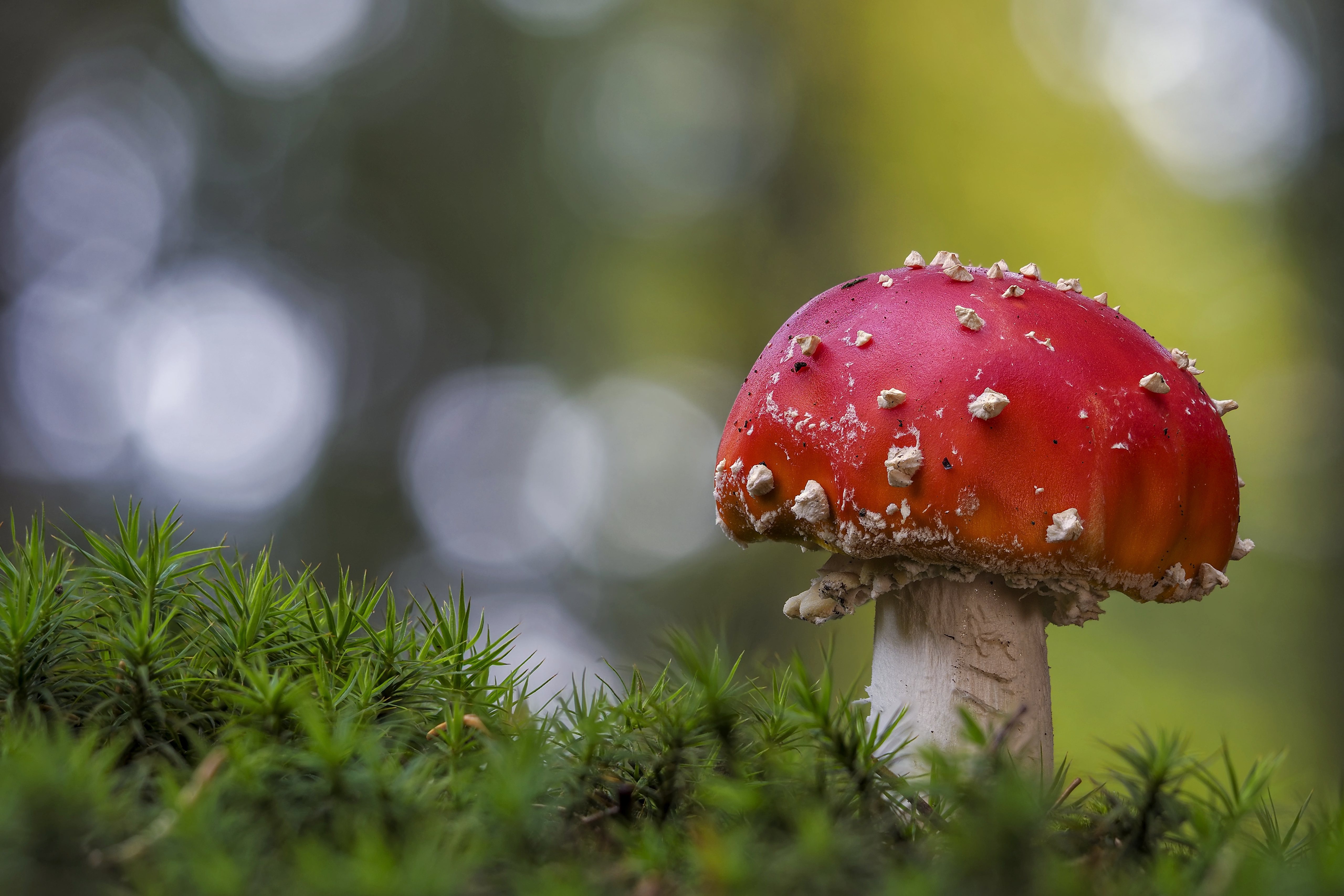 Téléchargez gratuitement l'image Fermer, Champignon, La Nature, Terre/nature sur le bureau de votre PC