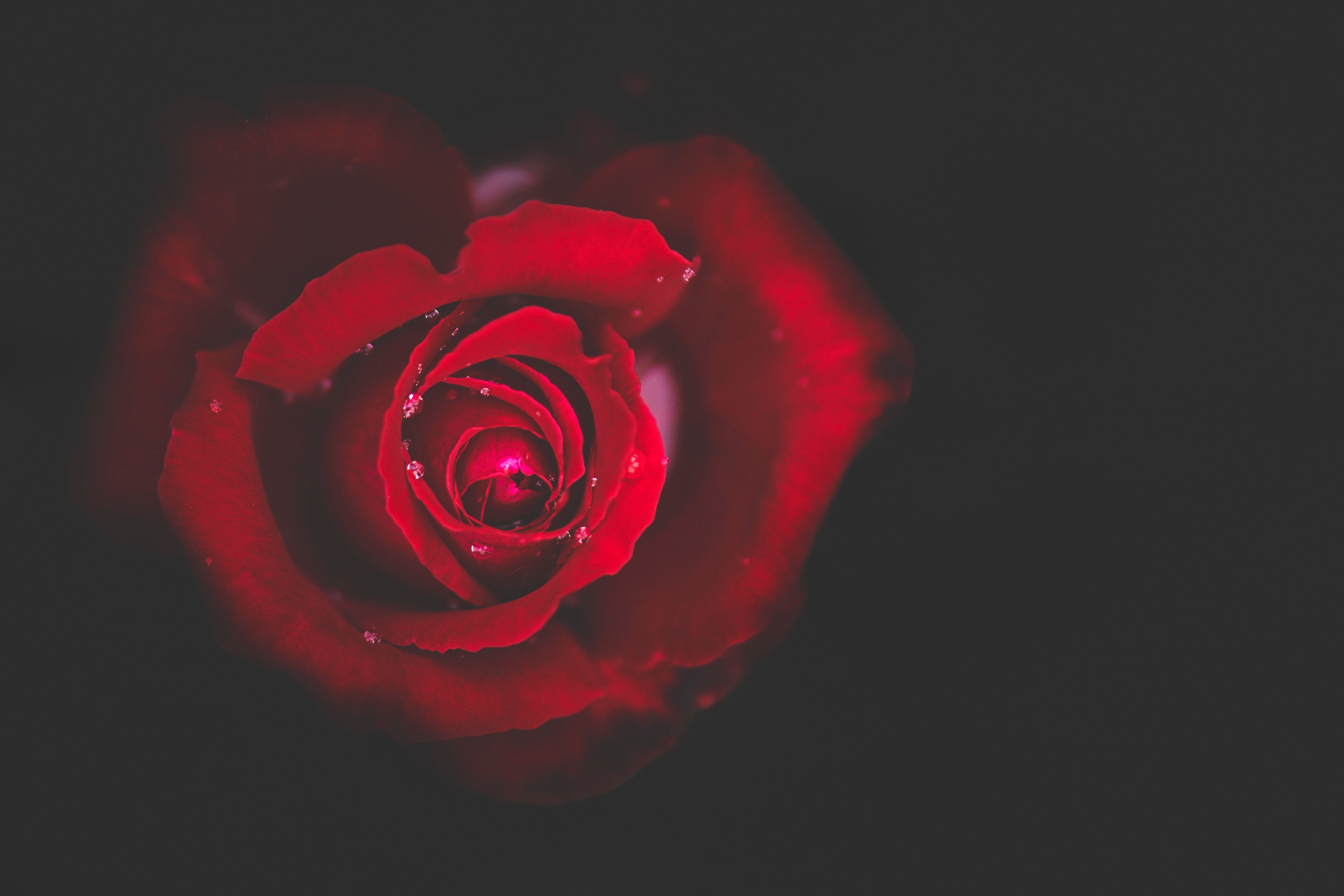 Download mobile wallpaper Bud, Close Up, Rose, Drops, Rose Flower, Dark for free.