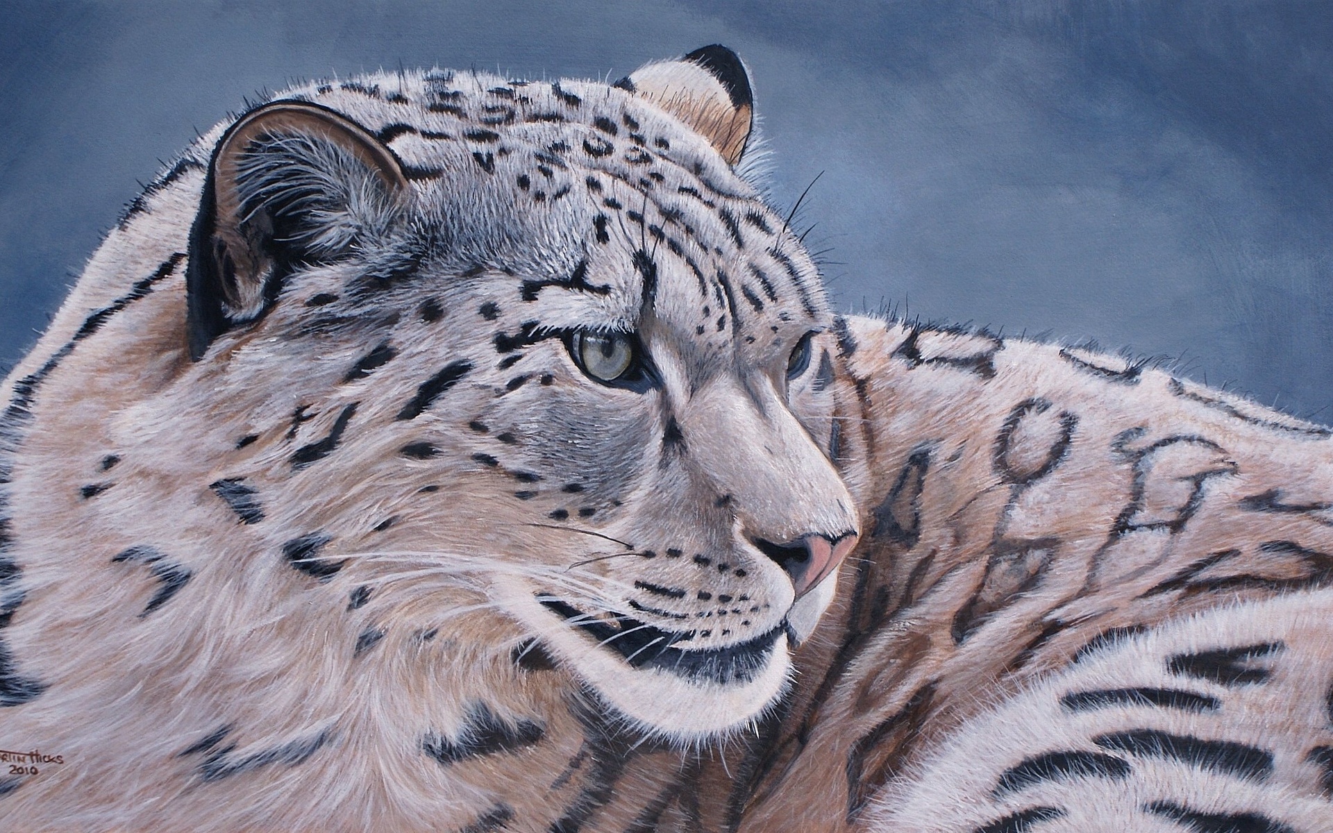 Free download wallpaper Cats, Snow Leopard, Animal on your PC desktop