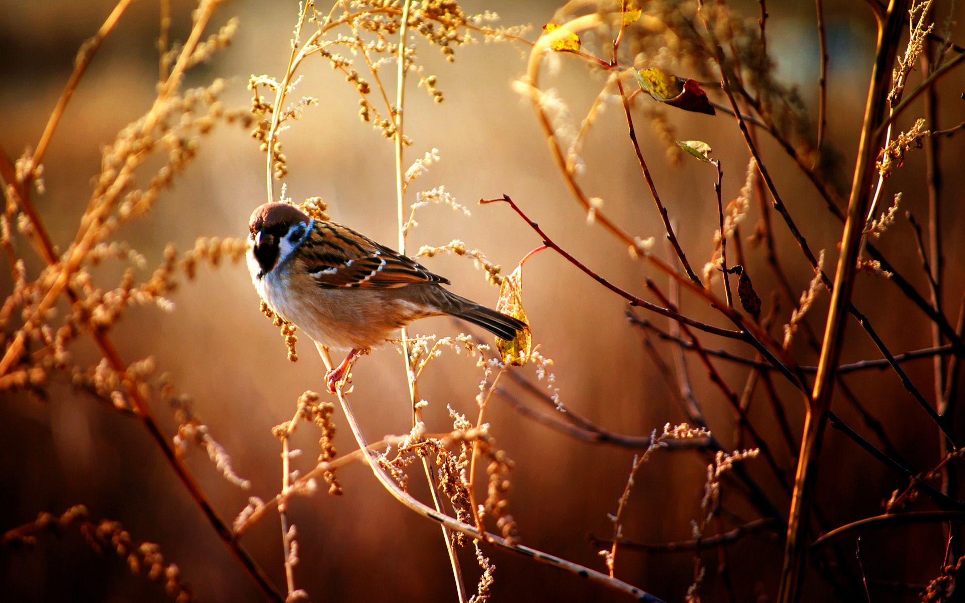 Téléchargez gratuitement l'image Oiseau, Des Oiseaux, Animaux sur le bureau de votre PC