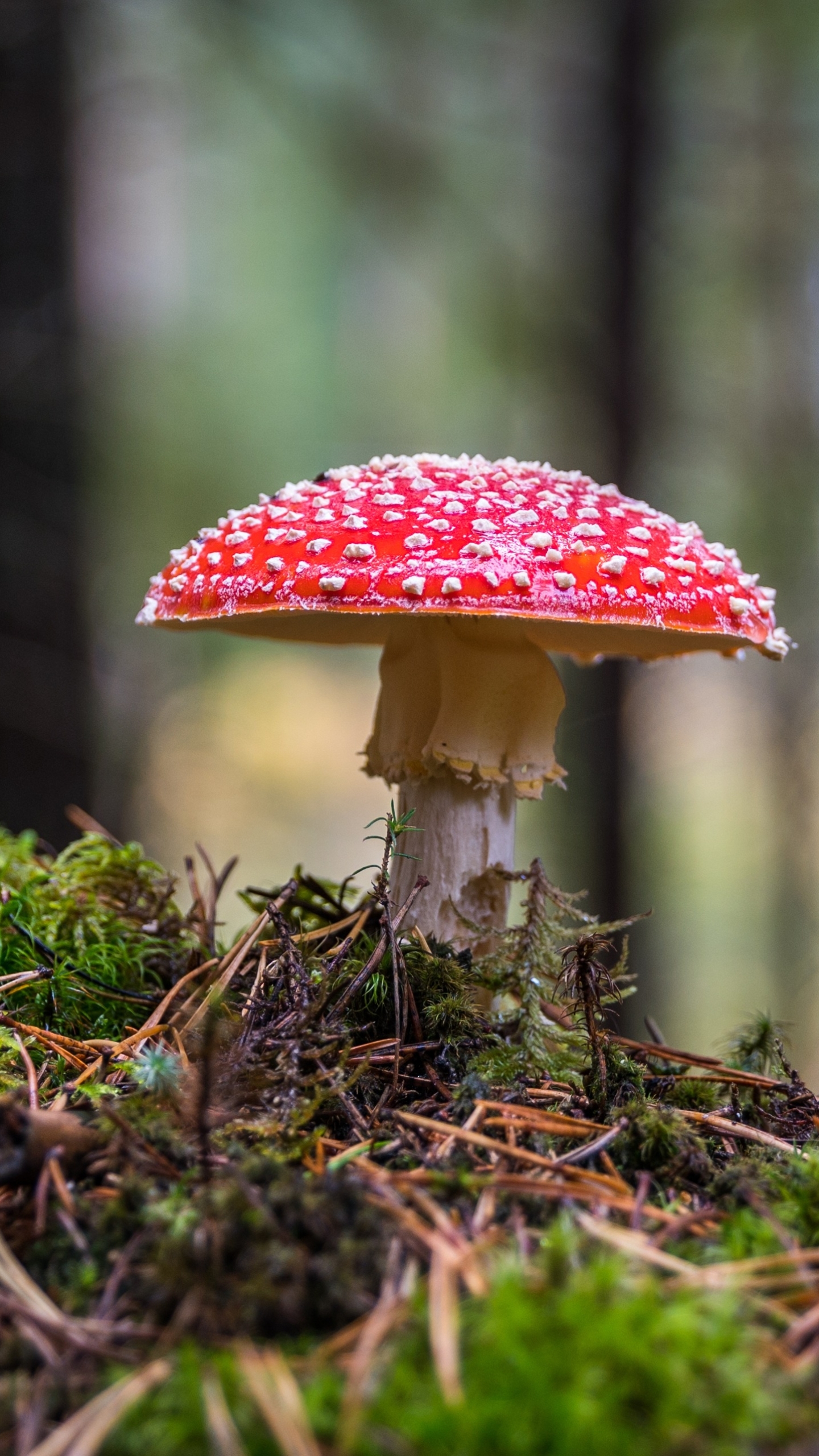 Handy-Wallpaper Natur, Herbst, Makro, Pilz, Erde/natur kostenlos herunterladen.