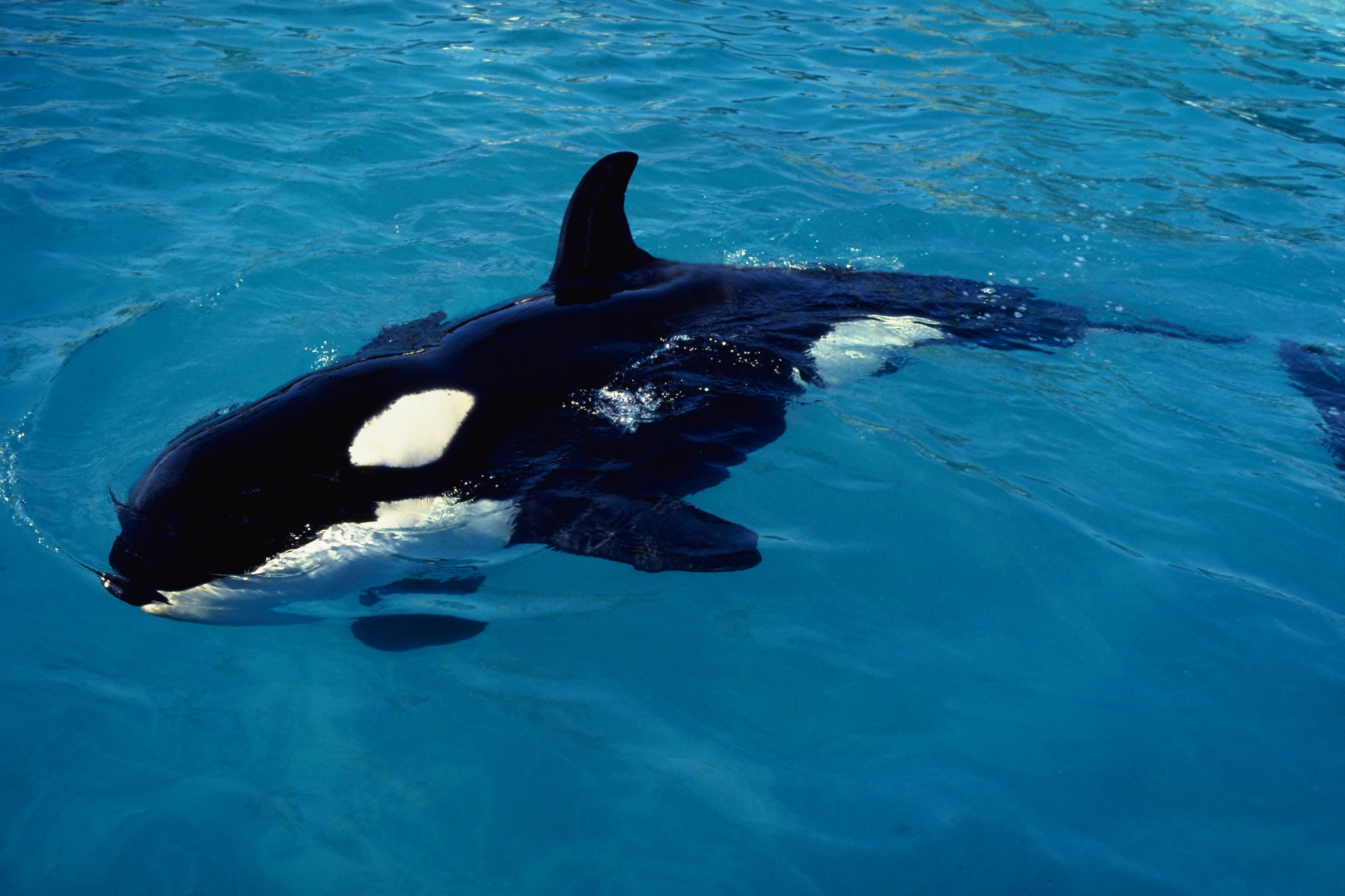 718877 baixar imagens animais, orca - papéis de parede e protetores de tela gratuitamente