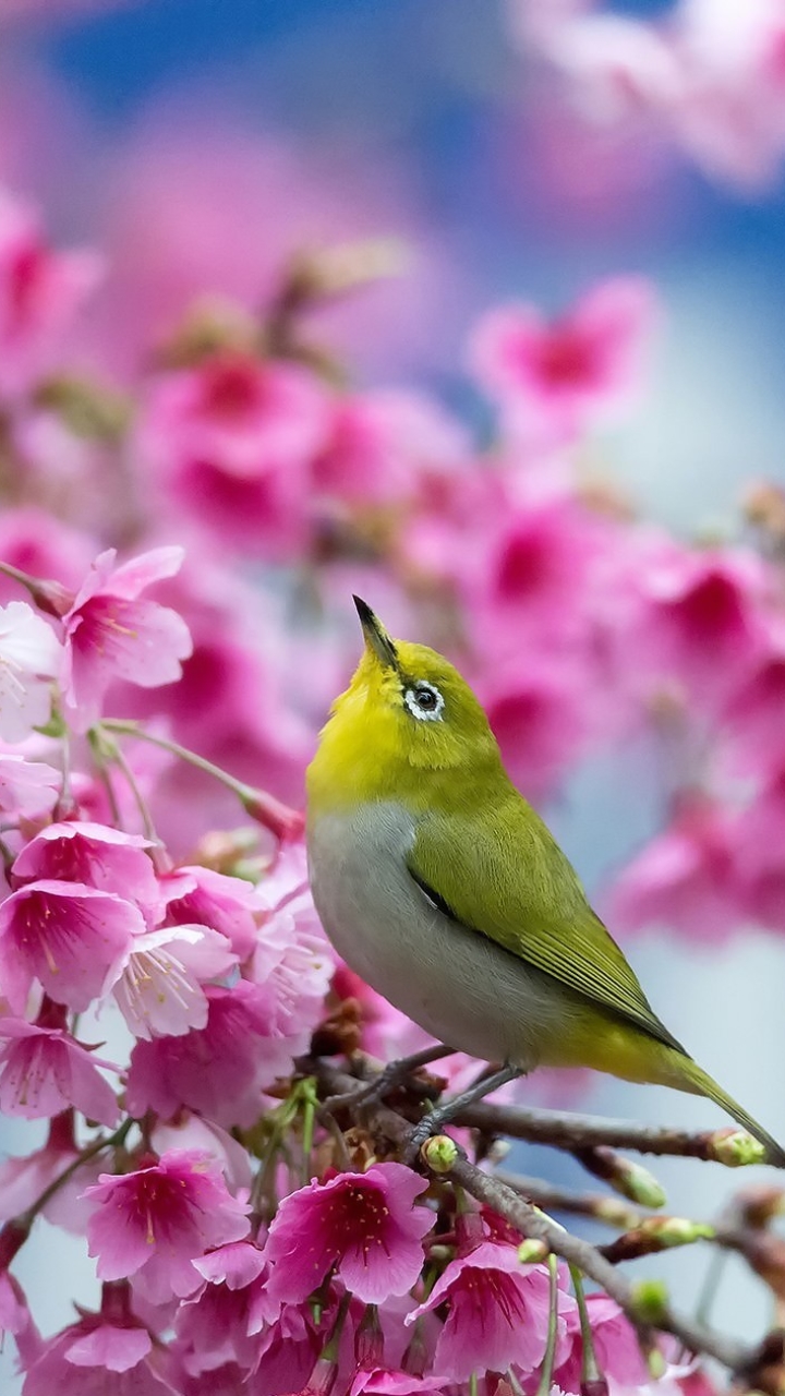 Handy-Wallpaper Tiere, Vögel, Sakura, Vogel kostenlos herunterladen.