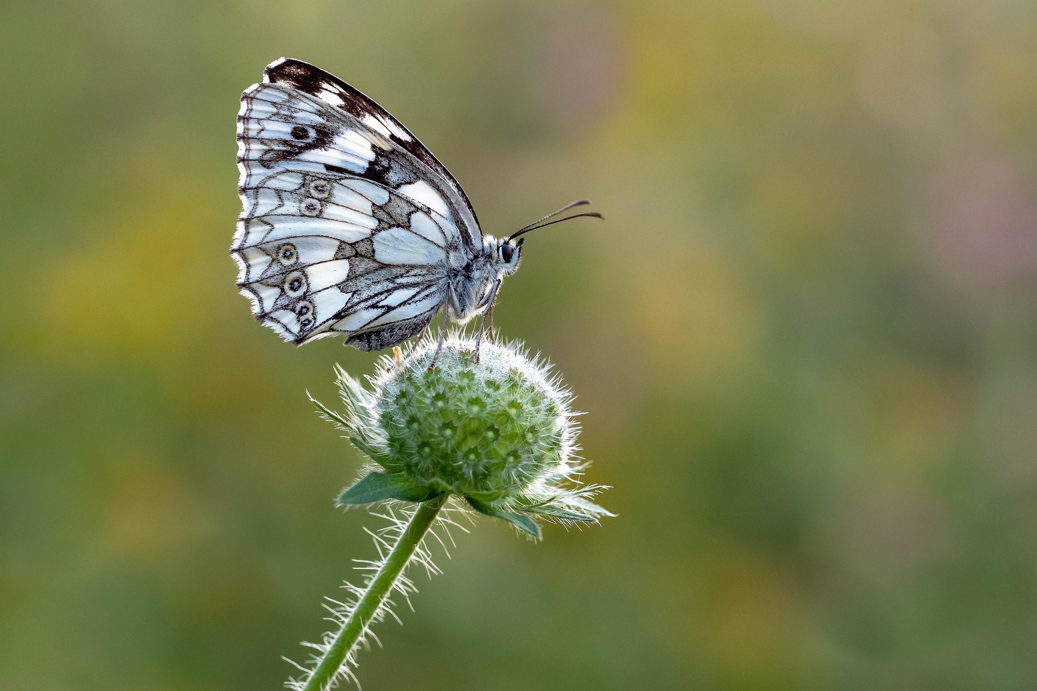 Free download wallpaper Macro, Insect, Butterfly, Animal on your PC desktop