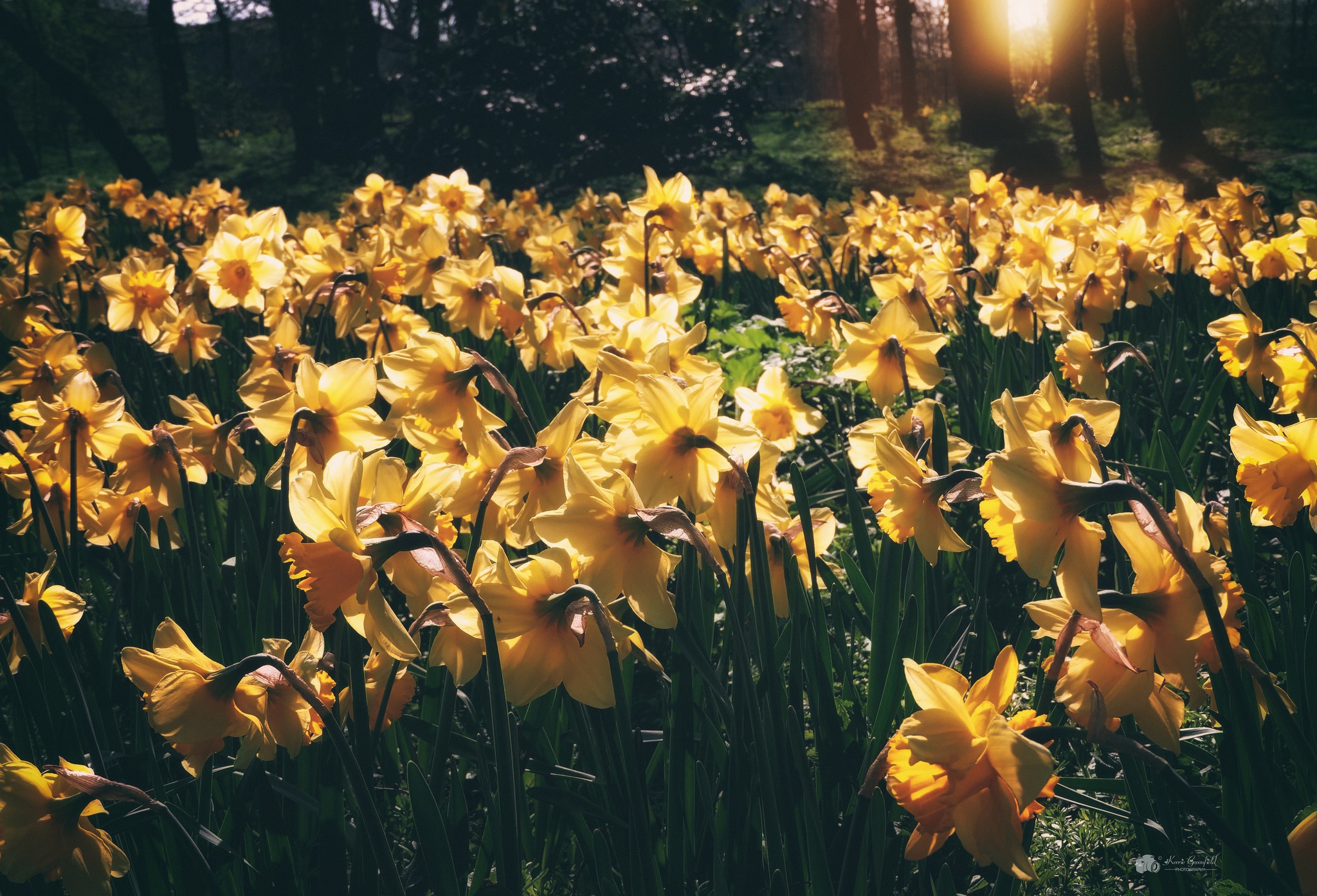 Laden Sie das Natur, Blumen, Narzissen, Blume, Gelbe Blume, Erde/natur-Bild kostenlos auf Ihren PC-Desktop herunter