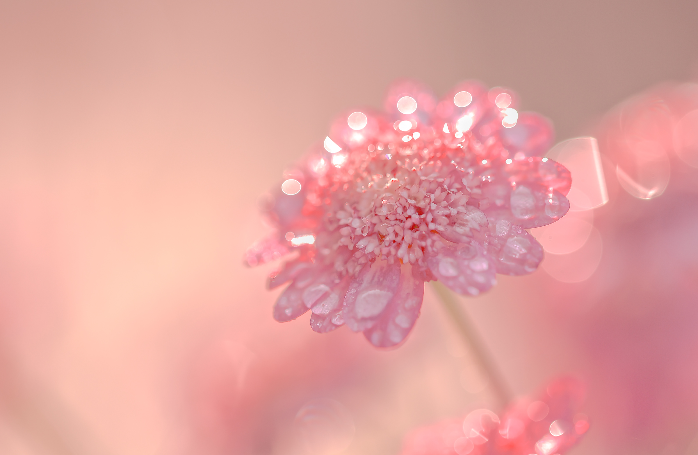 Free download wallpaper Nature, Flowers, Flower, Earth, Water Drop, Pink Flower on your PC desktop