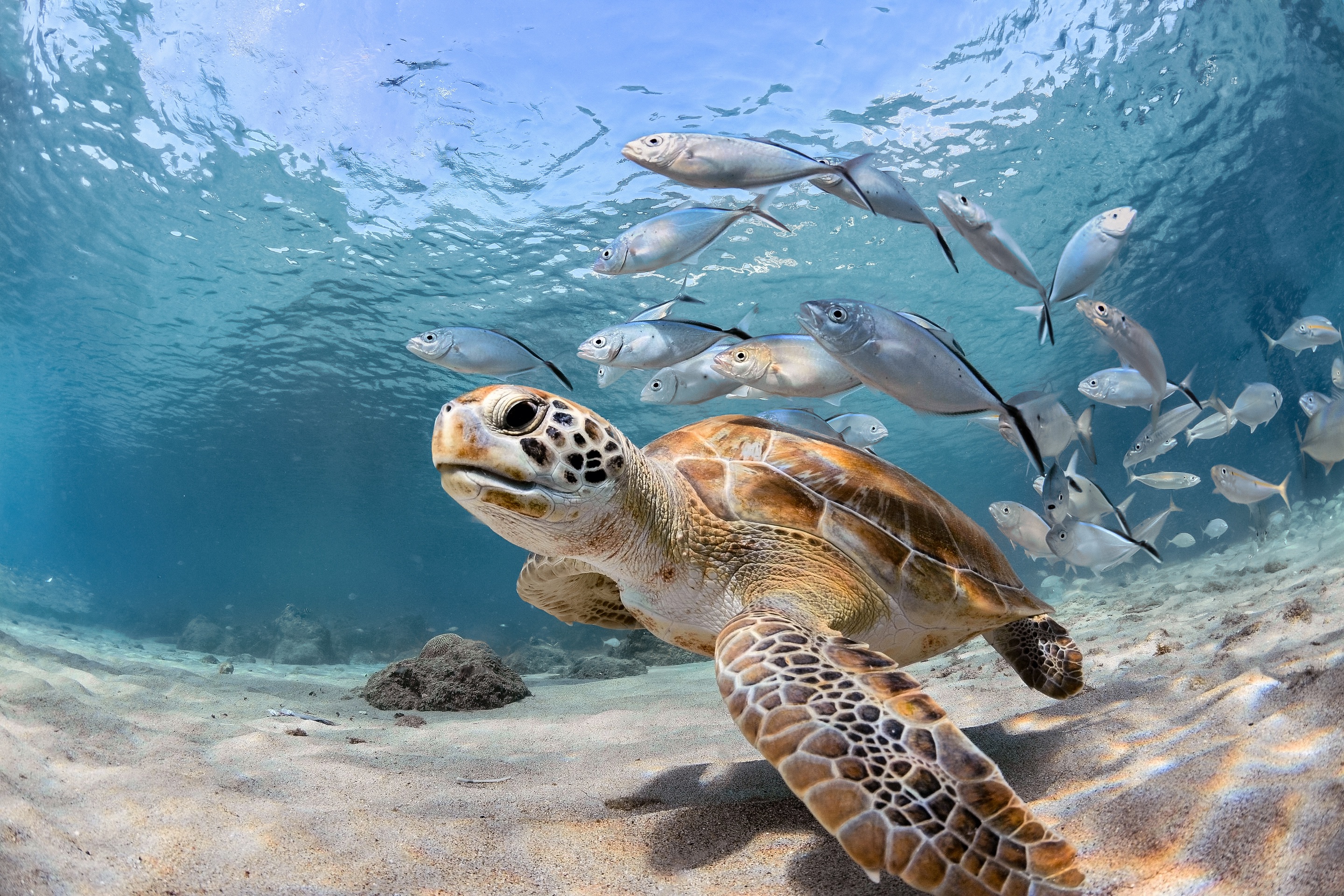 460552 Bild herunterladen tiere, meeresschildkröte, fisch, seeleben, unterwasser, schildkröten - Hintergrundbilder und Bildschirmschoner kostenlos