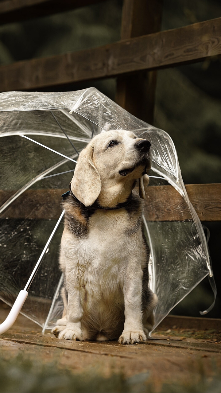 Handy-Wallpaper Tiere, Hunde, Hund, Welpen, Regenschirm, Labrador Retriever, Tierbaby, Welpe kostenlos herunterladen.