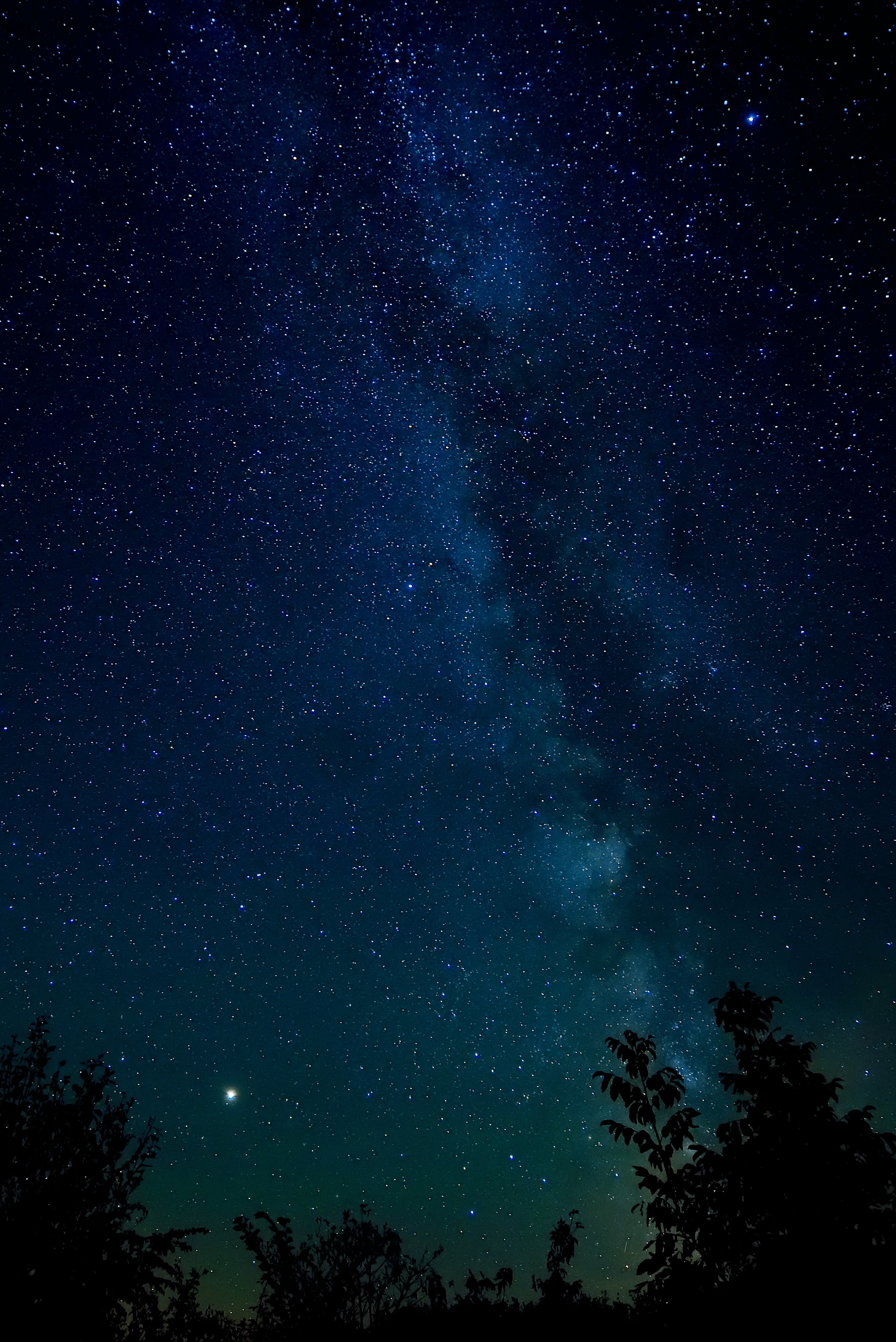 113492 descargar fondo de pantalla cielo nocturno, naturaleza, árboles, estrellas, noche, cielo estrellado: protectores de pantalla e imágenes gratis