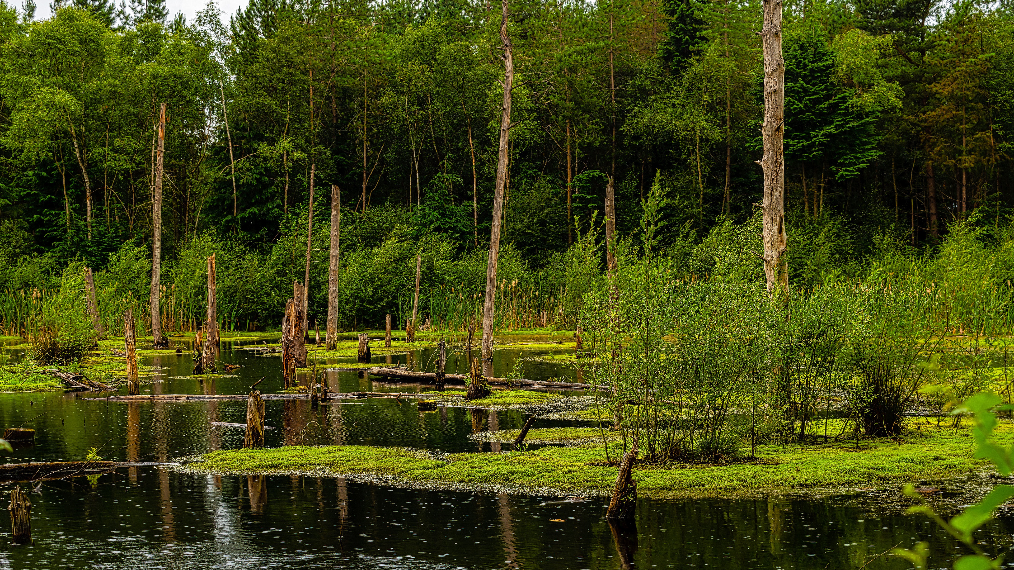 Download mobile wallpaper Swamp, Bush, Forest, Earth, Pond for free.