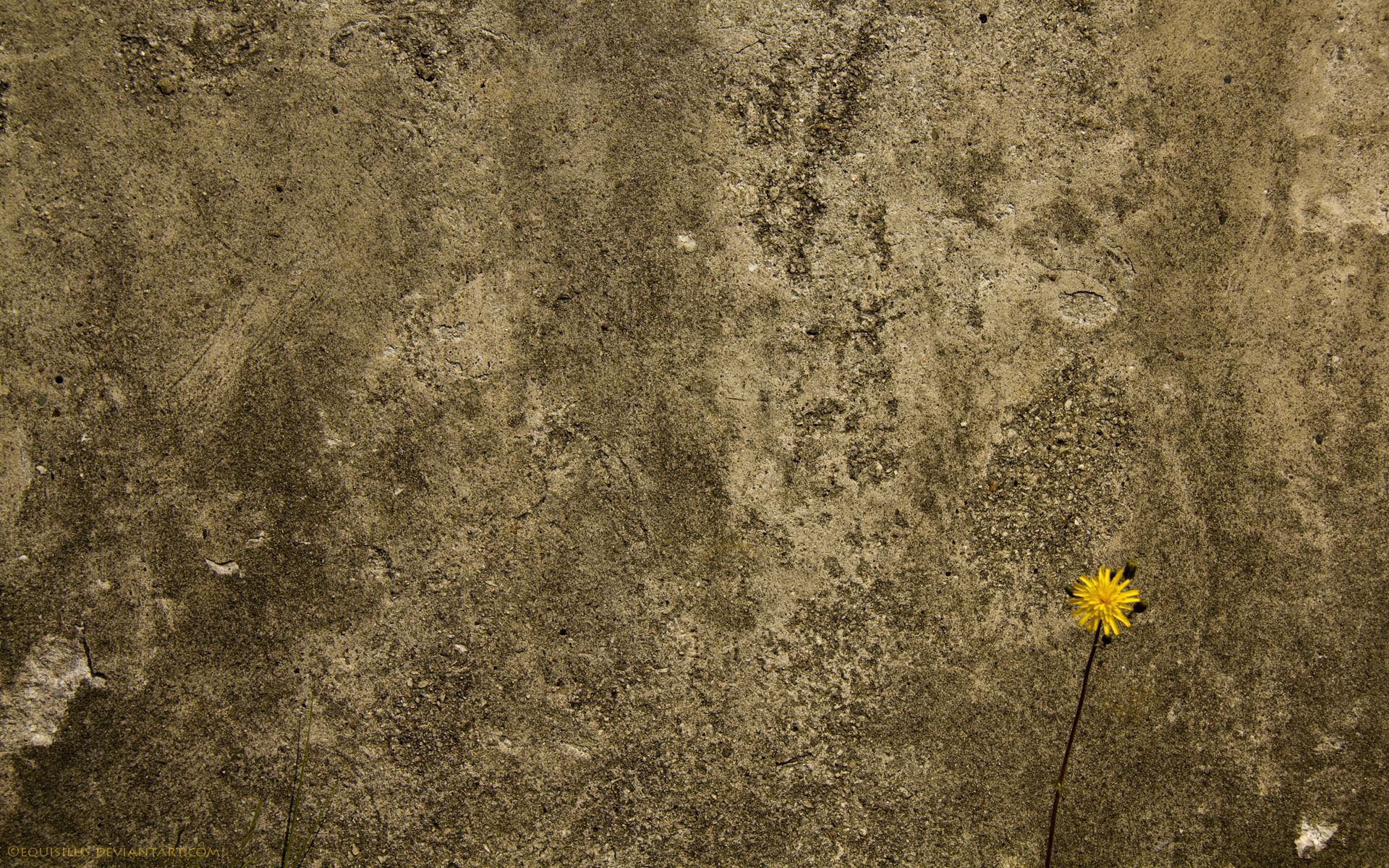 Download mobile wallpaper Concrete, Flower, Wall, Texture, Textures, Background for free.
