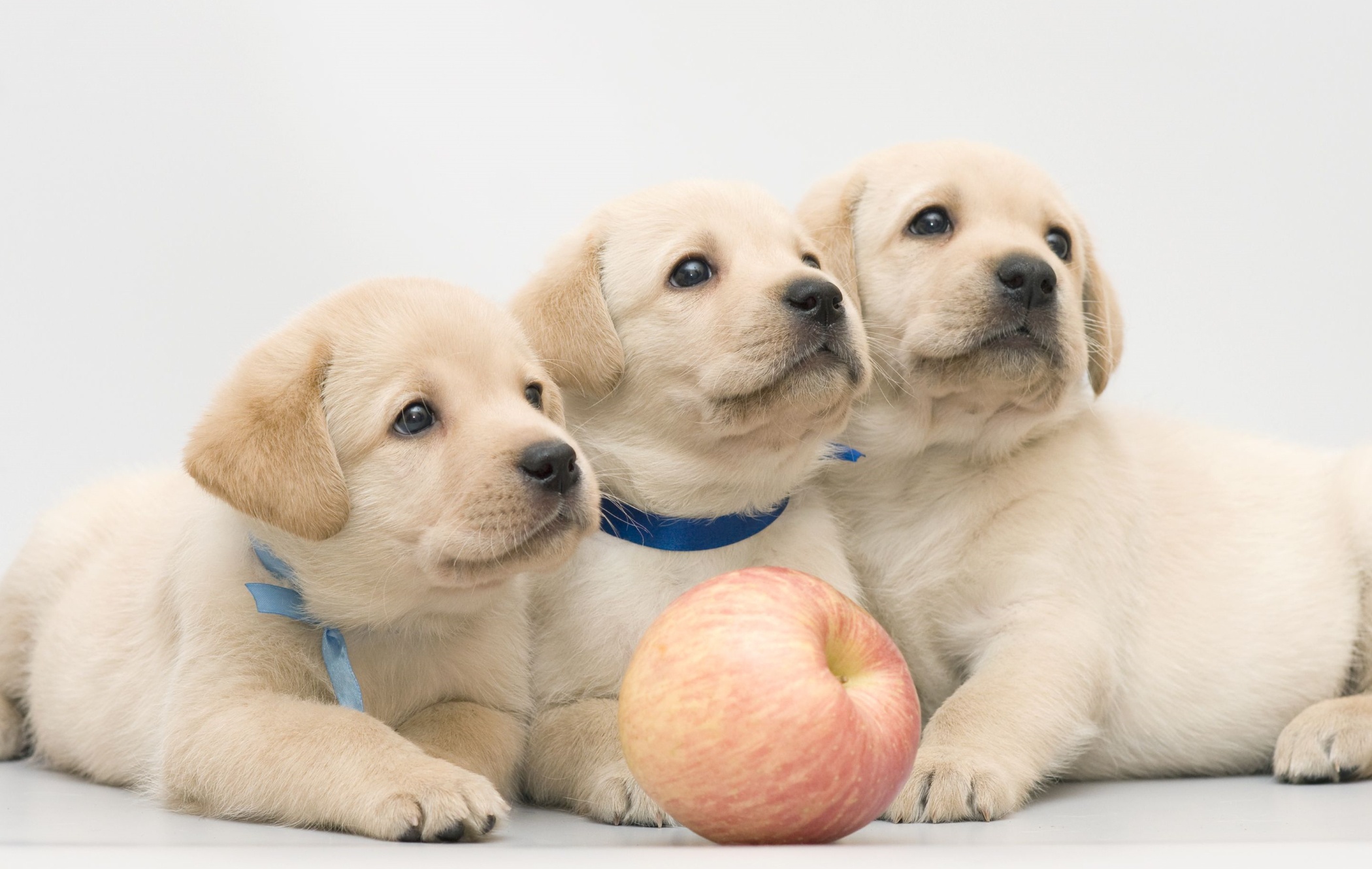 Laden Sie das Tiere, Hunde, Hund, Welpen, Apfel, Labrador Retriever, Tierbaby-Bild kostenlos auf Ihren PC-Desktop herunter