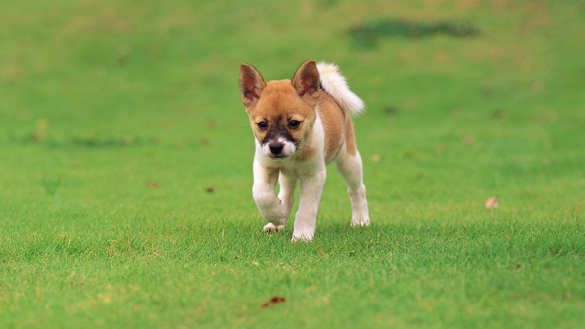 Download mobile wallpaper Stroll, Puppy, Animals, Grass for free.