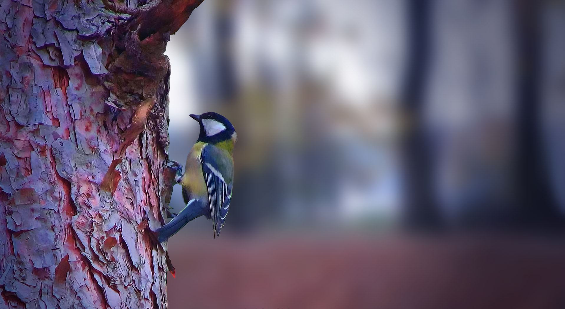 無料モバイル壁紙動物, 鳥をダウンロードします。