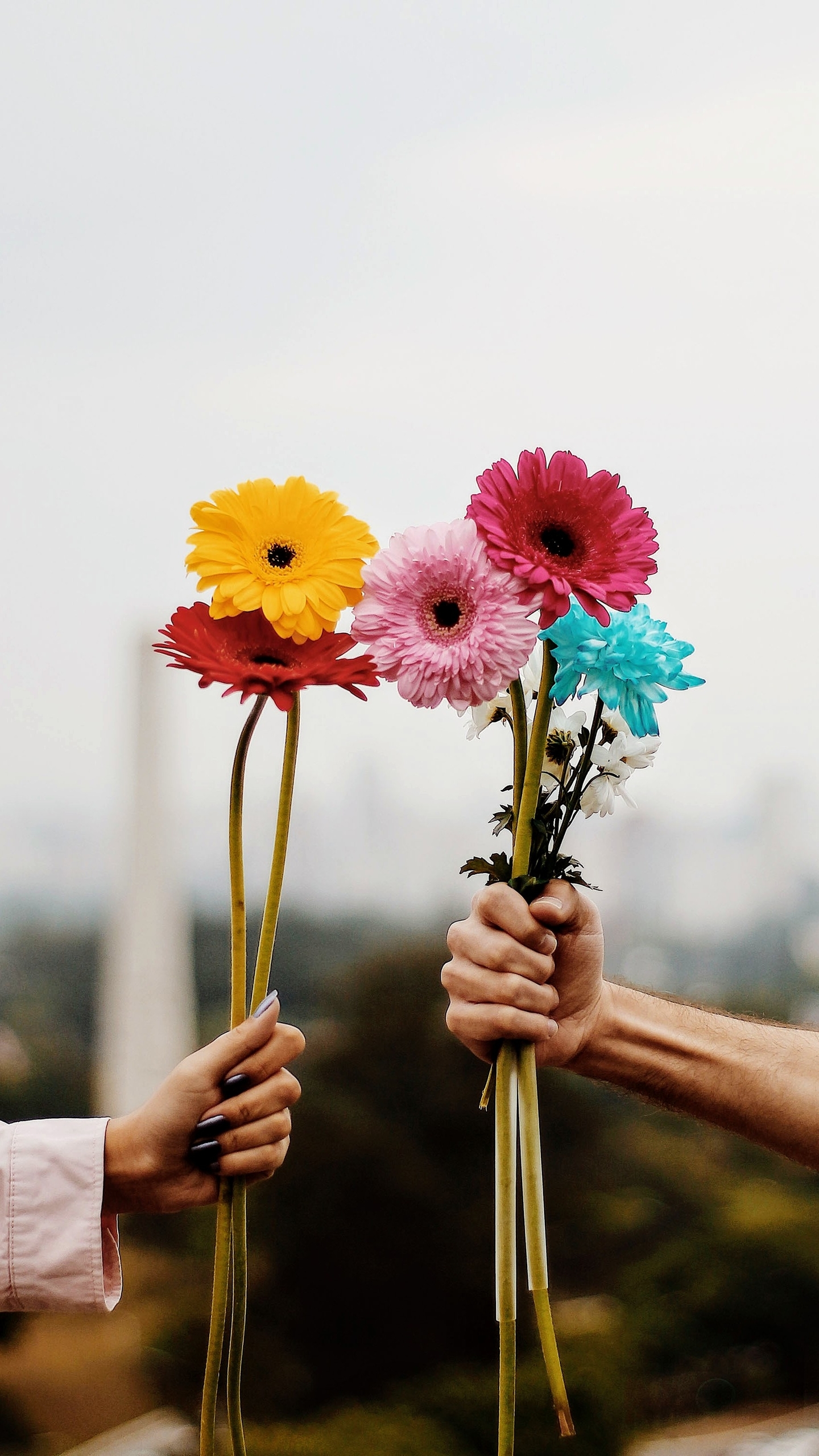 Baixar papel de parede para celular de Flor, Feito Pelo Homem gratuito.