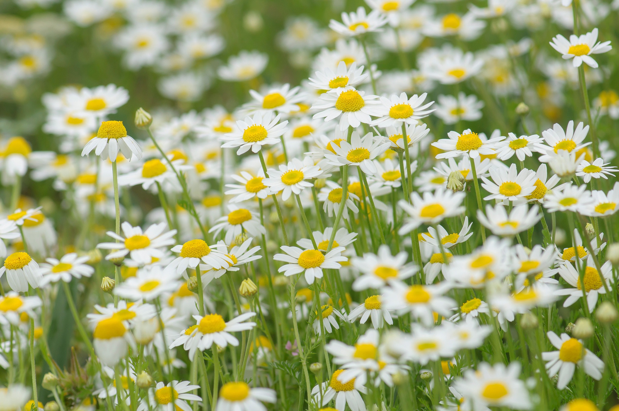earth, chamomile, close up, flower, nature, summer, white flower