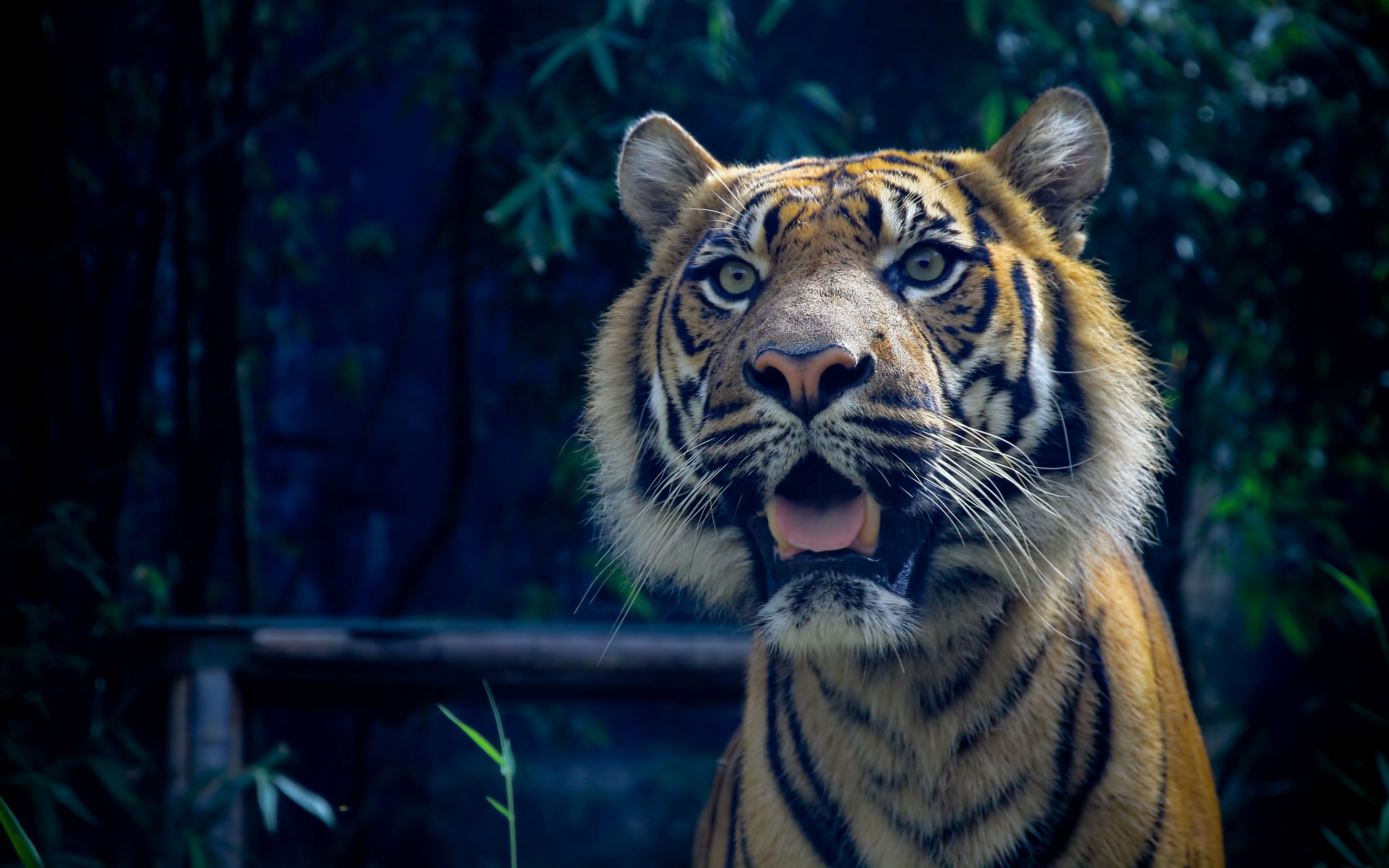 Téléchargez gratuitement l'image Animaux, Chats, Tigre sur le bureau de votre PC