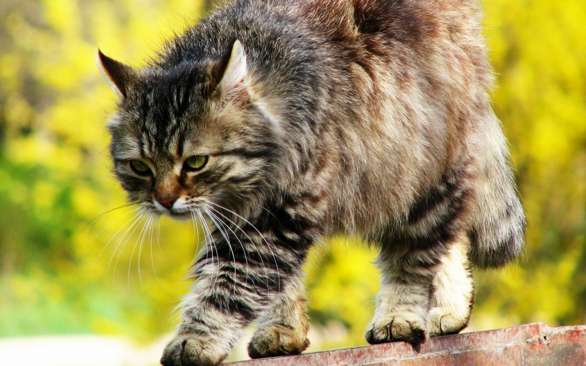 Laden Sie das Tiere, Katze-Bild kostenlos auf Ihren PC-Desktop herunter