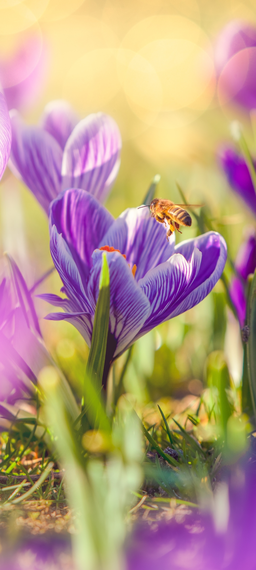 Download mobile wallpaper Insects, Flower, Macro, Insect, Bee, Animal, Spring, Crocus, Purple Flower for free.