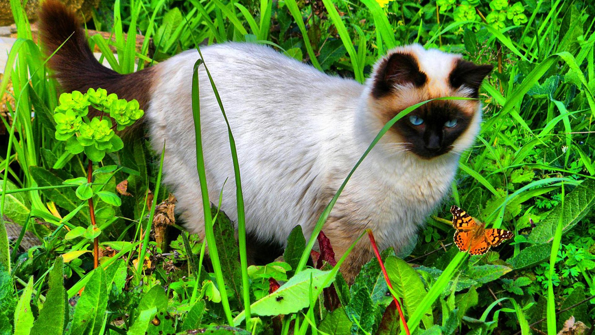 Baixar papel de parede para celular de Animais, Gatos, Gato gratuito.