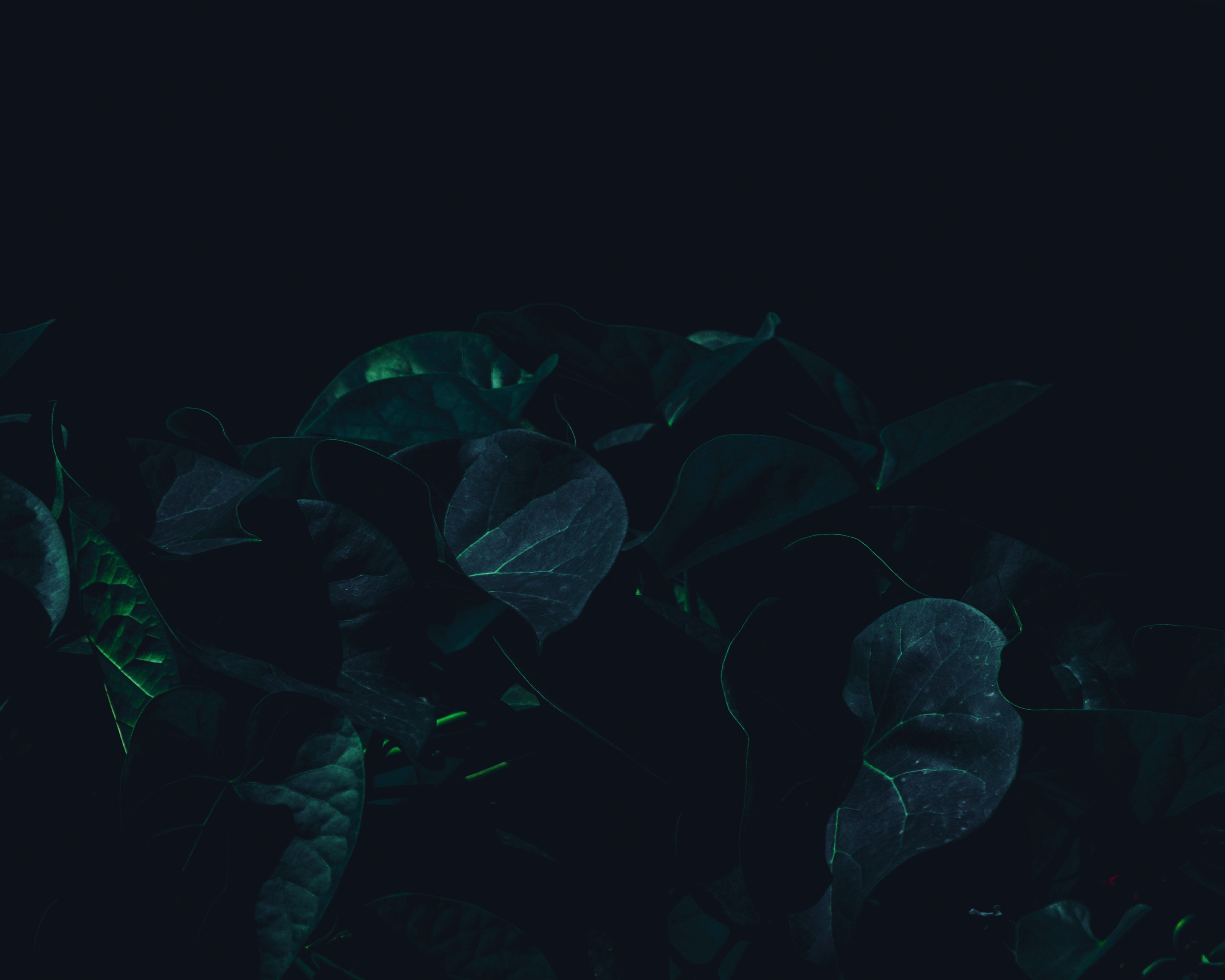 Mobile wallpaper dark, leaves, green, plant, shadows