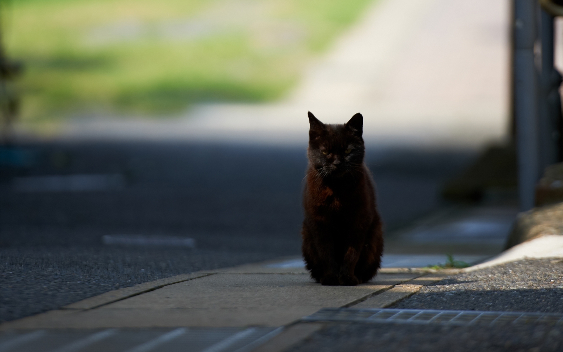 Handy-Wallpaper Tiere, Katzen, Katze kostenlos herunterladen.