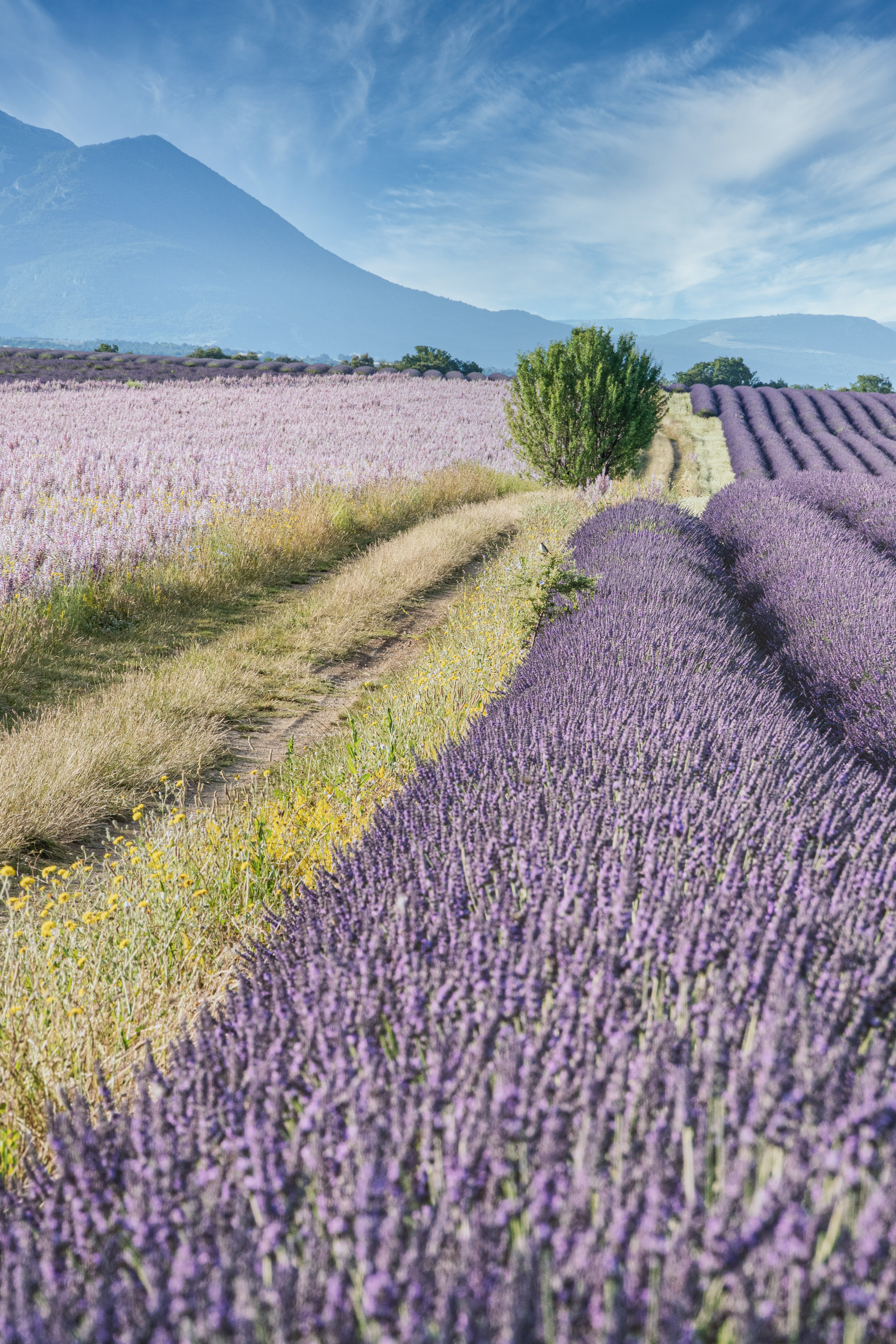 Laden Sie das Natur, Bush, Steigung, Dahl, Distanz, Lavendel, Feld-Bild kostenlos auf Ihren PC-Desktop herunter