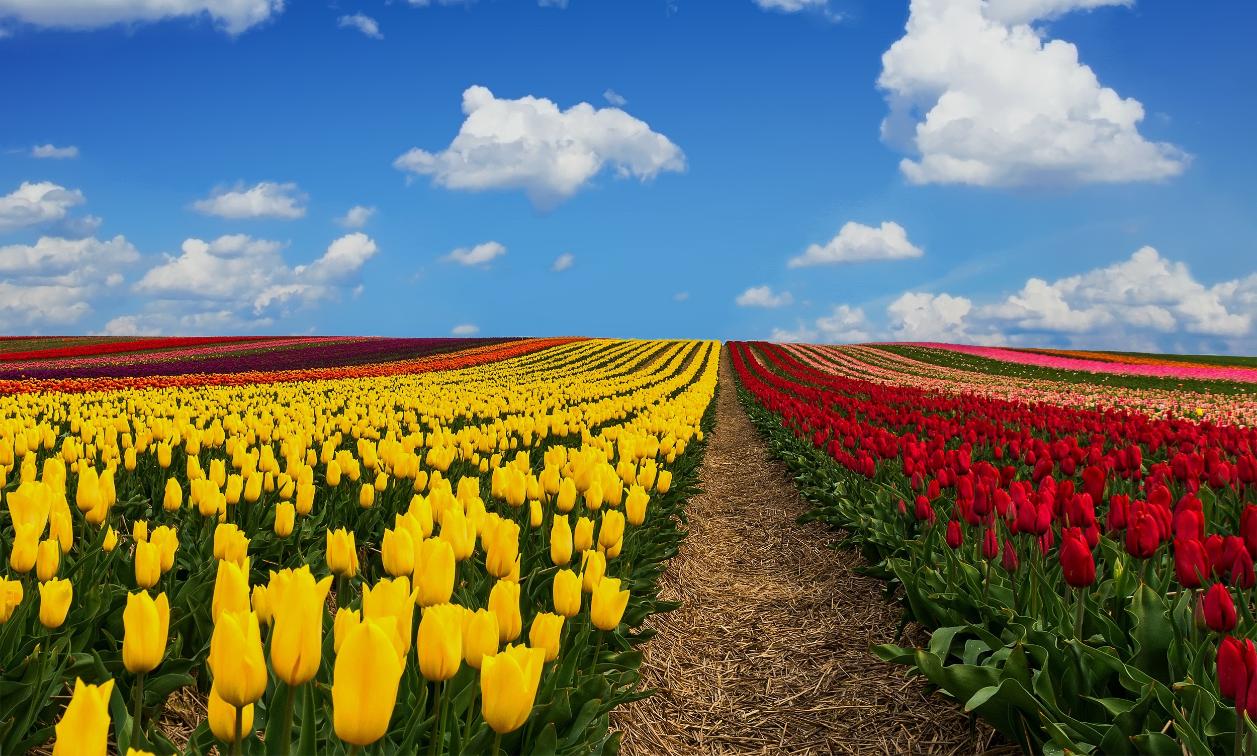 Download mobile wallpaper Nature, Flowers, Summer, Flower, Earth, Field, Tulip, Yellow Flower, Red Flower for free.