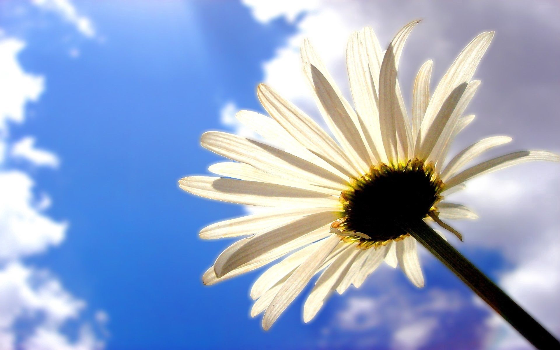 Laden Sie das Sky, Kamille, Schatten, Blume, Makro, Clouds-Bild kostenlos auf Ihren PC-Desktop herunter