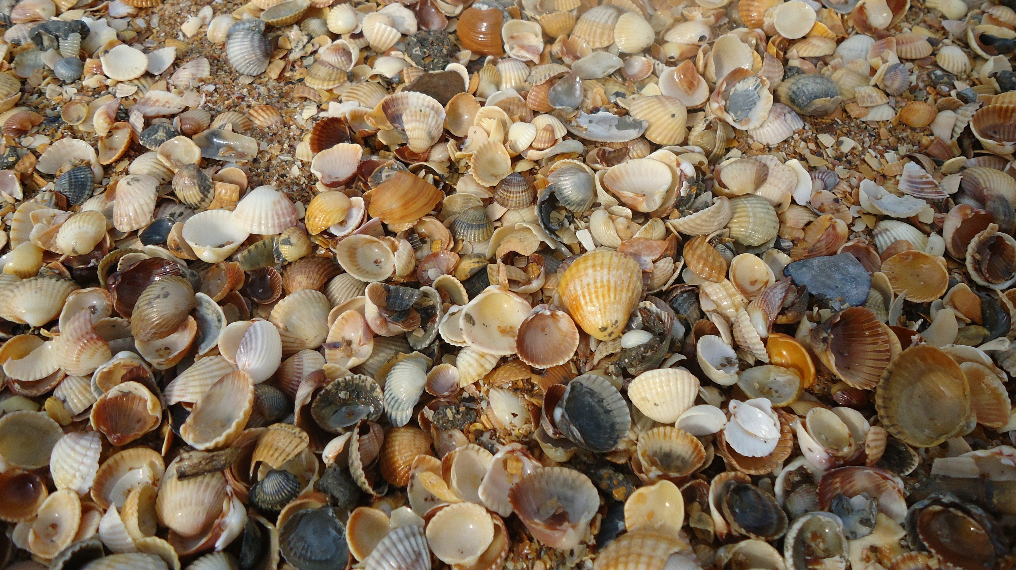 background, shells