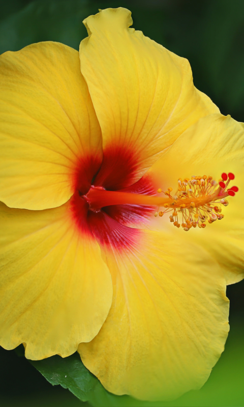 Download mobile wallpaper Nature, Flowers, Flower, Earth, Hibiscus, Yellow Flower for free.