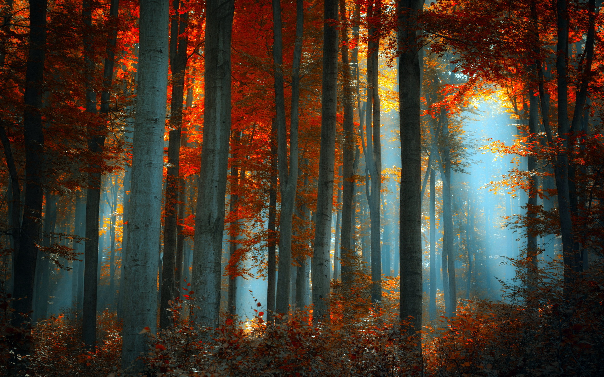 Free download wallpaper Forest, Earth on your PC desktop