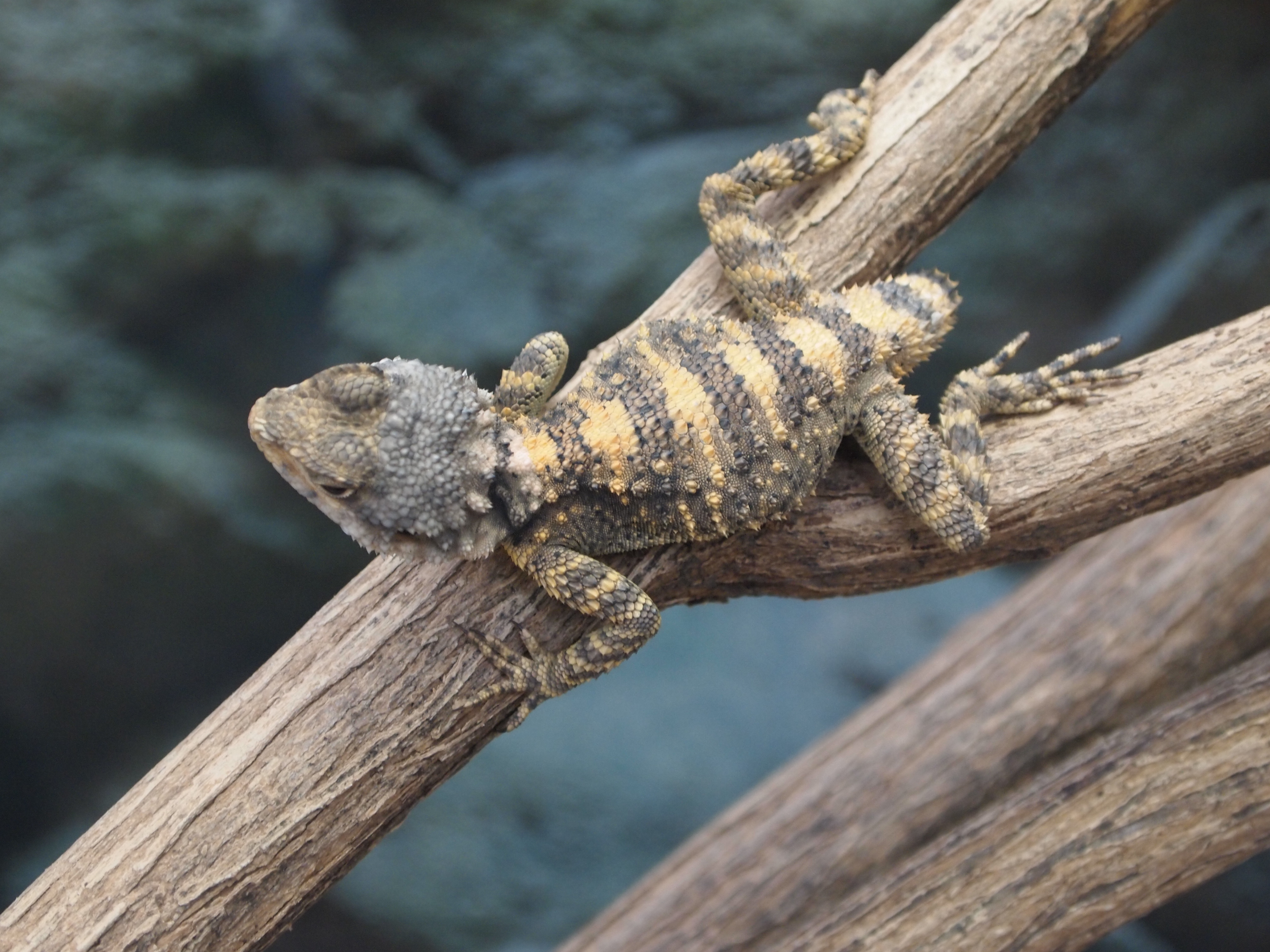 Free download wallpaper Animal, Lizard, Reptile, Reptiles on your PC desktop