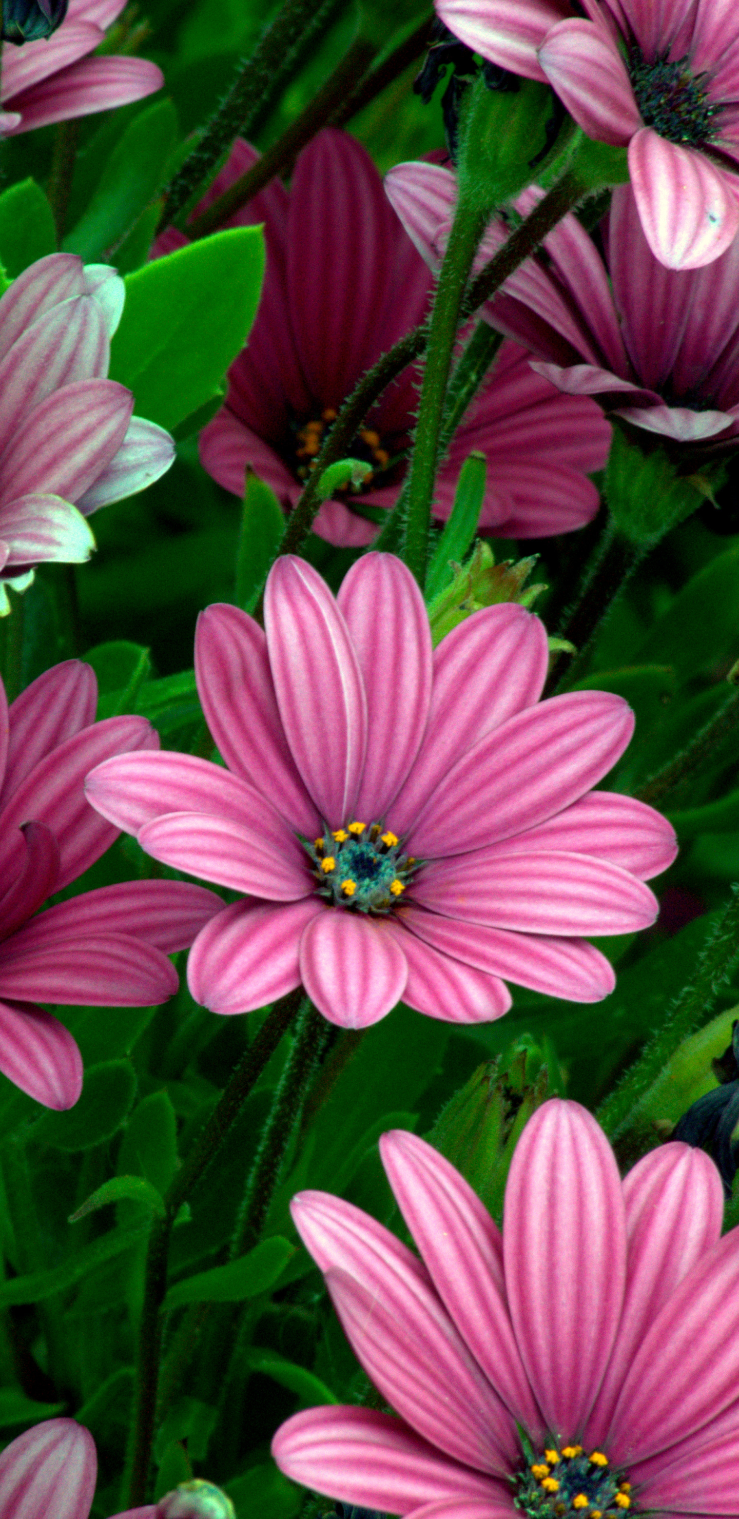 Descarga gratuita de fondo de pantalla para móvil de Flores, Flor, Margarita, Flor Purpura, Tierra/naturaleza.