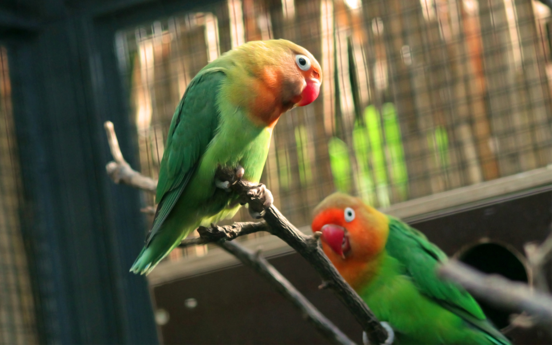 277111 Hintergrundbild herunterladen tiere, liebesvogel, papagei, vögel - Bildschirmschoner und Bilder kostenlos