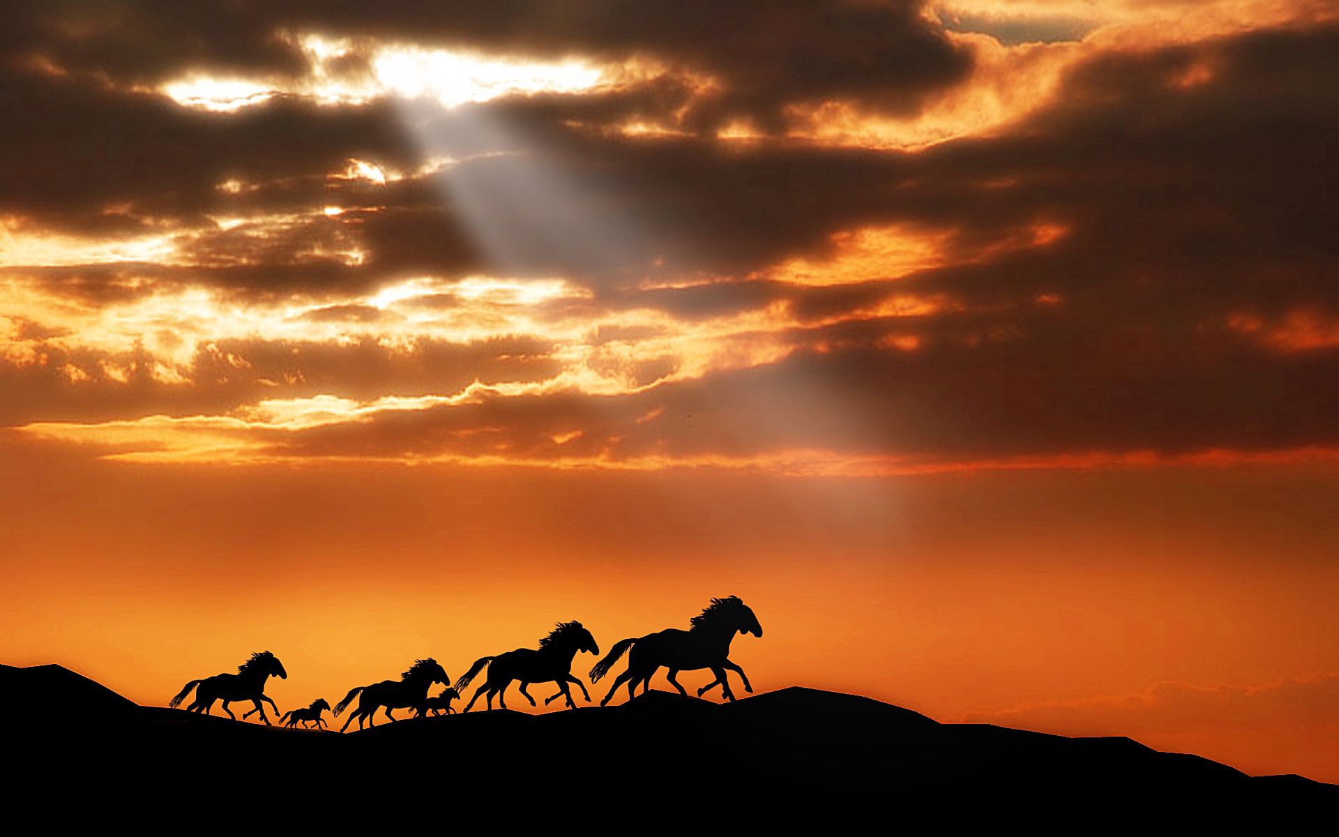 horses, run away, herd, animals, sunset, silhouettes, run