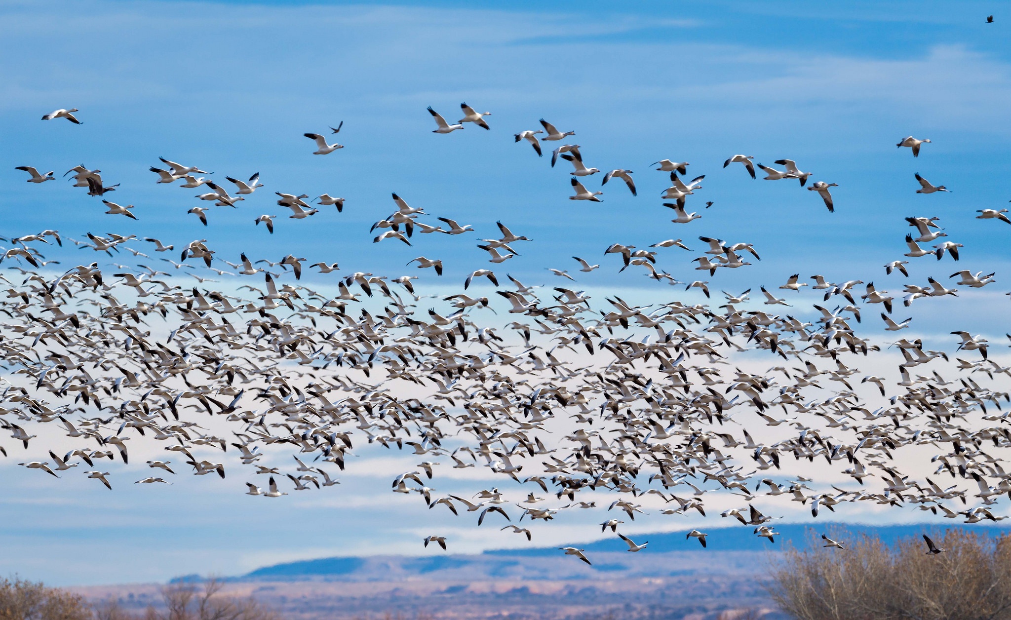 Free download wallpaper Birds, Bird, Animal, Goose, Flock Of Birds on your PC desktop