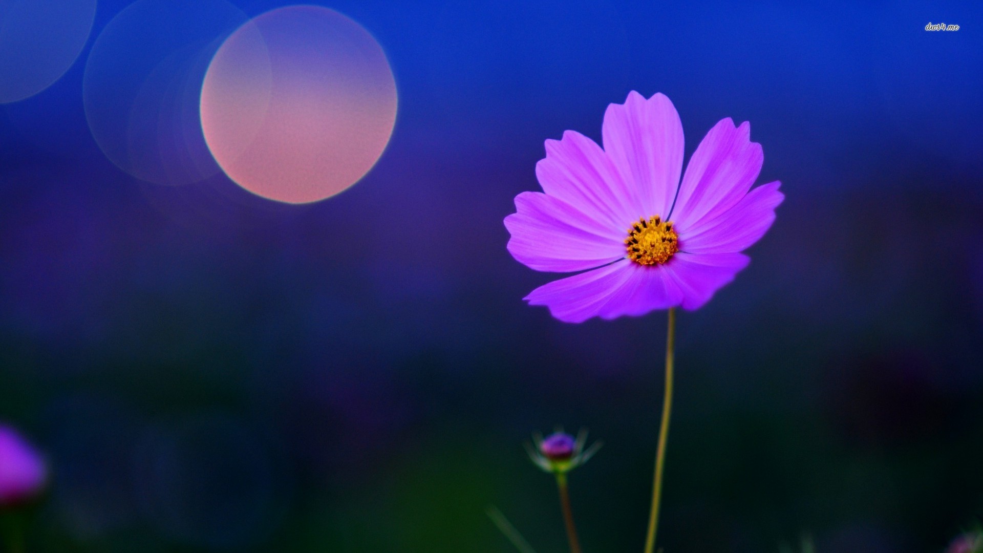 Download mobile wallpaper Cosmos, Flowers, Flower, Earth for free.