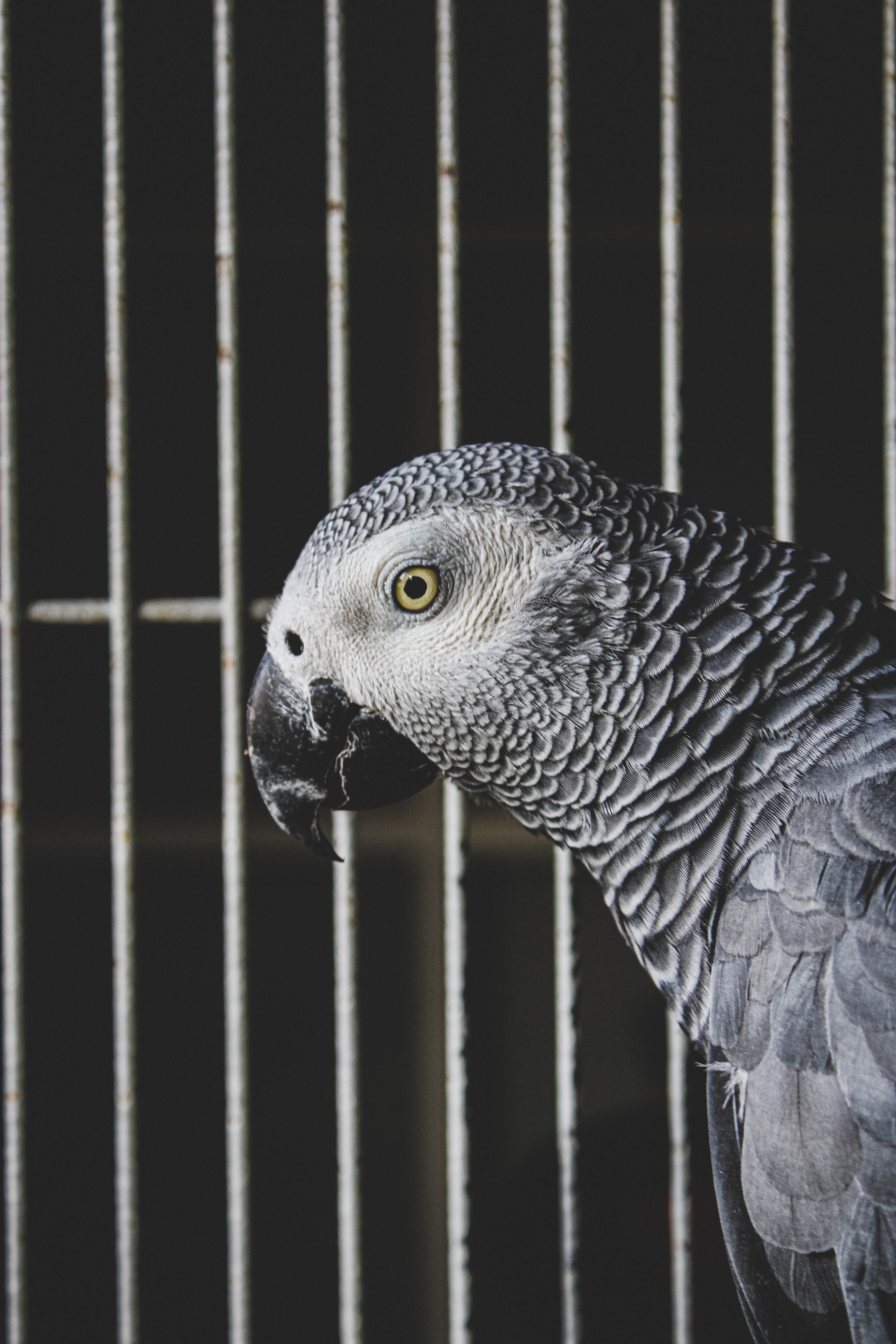 100872 descargar imagen animales, loros, gris, pájaro, jaco, jacó: fondos de pantalla y protectores de pantalla gratis